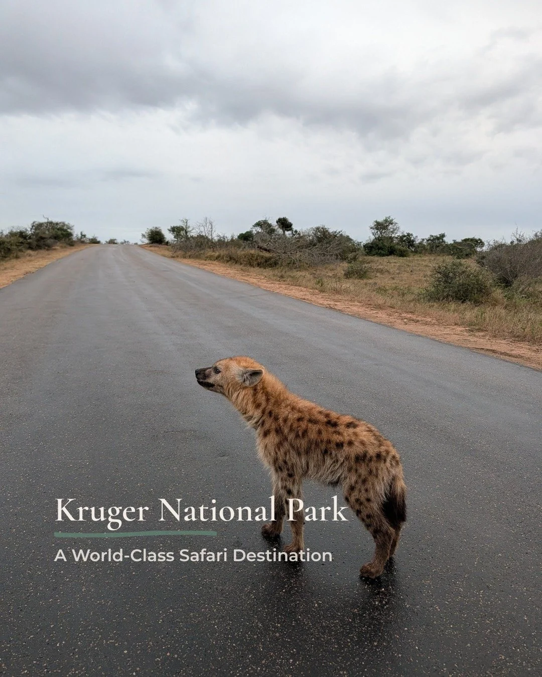 Kruger is a dream. All of it. The animals. The rivers. The expansive skies and the gravel roads and the plains dotted with little trees. The way your senses adjust to the surroundings. How the quiet and the space remind you that you can just be. Ther