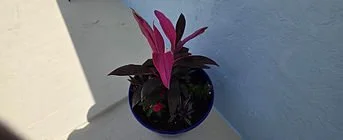 4e1eb9_ab3f8112cdcd4066a50b4caca2008954~mv2.jpg