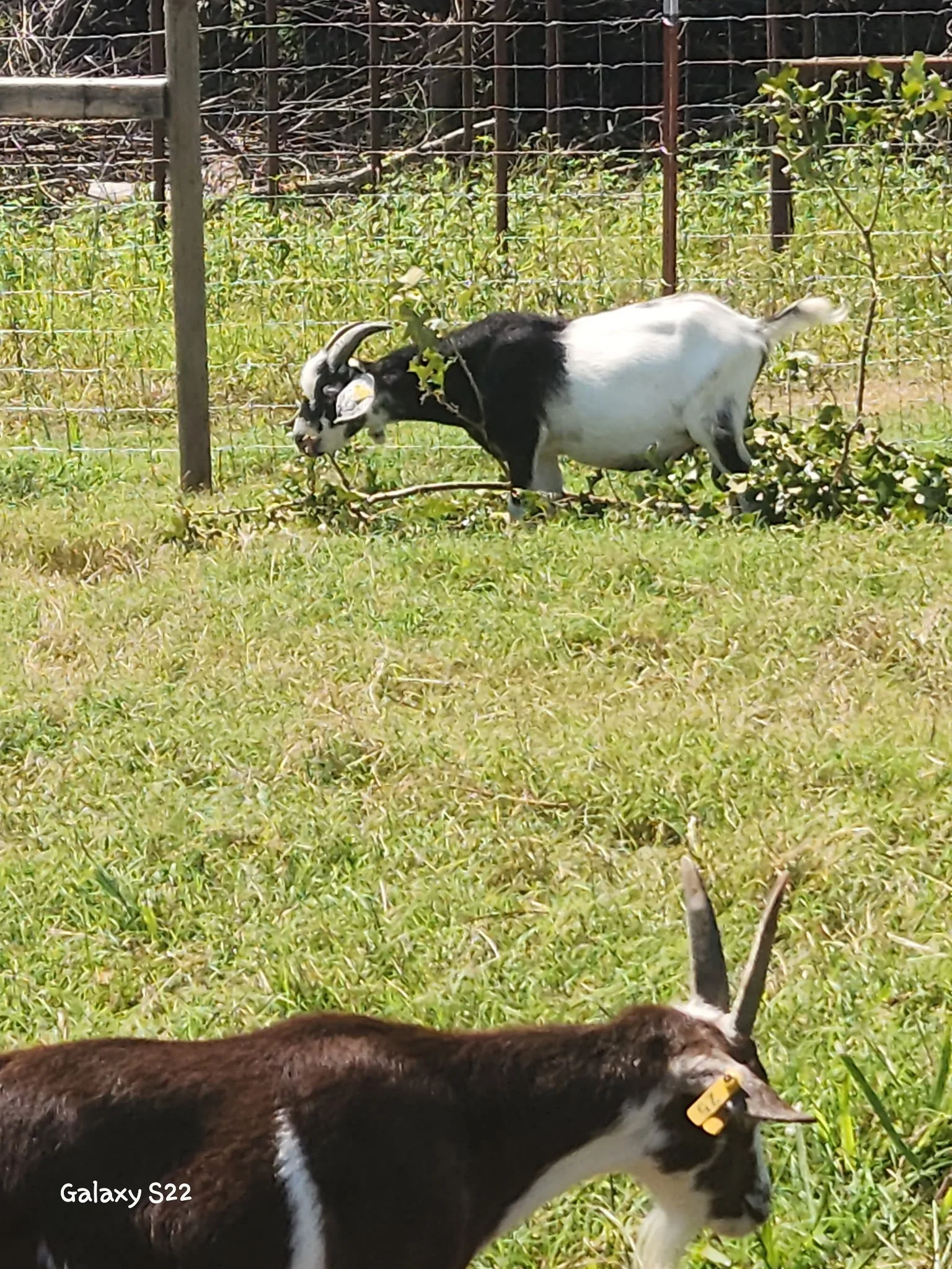 A black and white kiko goat standing on grass with a fence in the background, someone lying on the grass in the foreground.