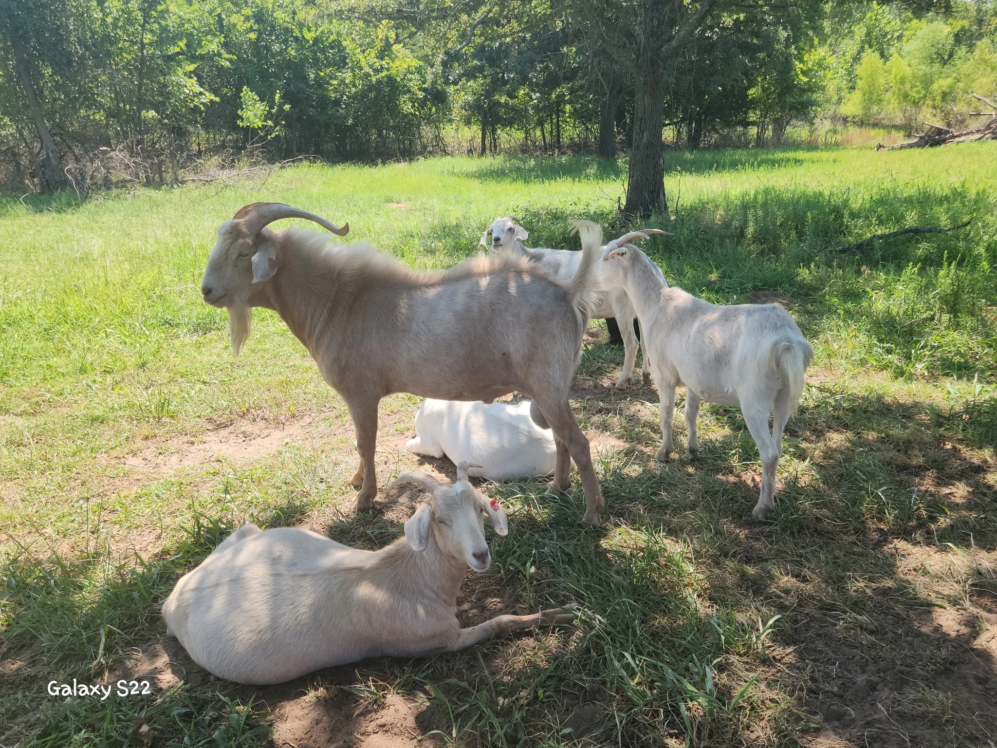 Several kiko goats lying and standing on grass in a shaded outdoor area near trees.on the SpicerFamilyKiko Farm