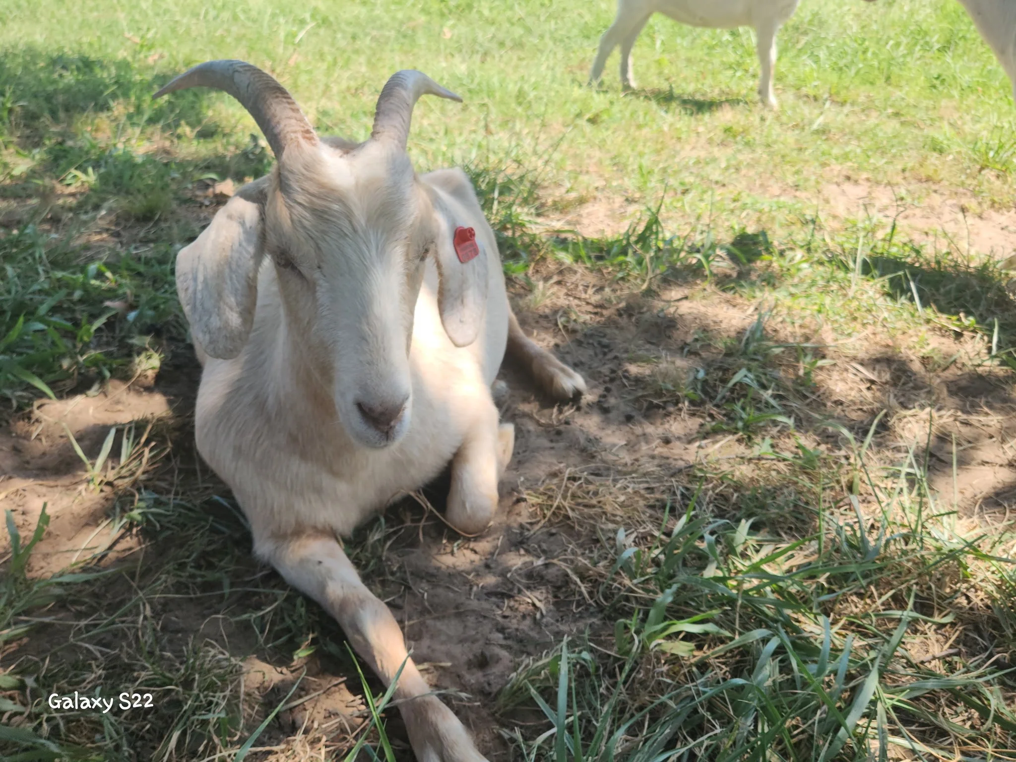 A light-colored kiko goat with curved horns sitting on grass and dirt, with another animal partially visible in the background.