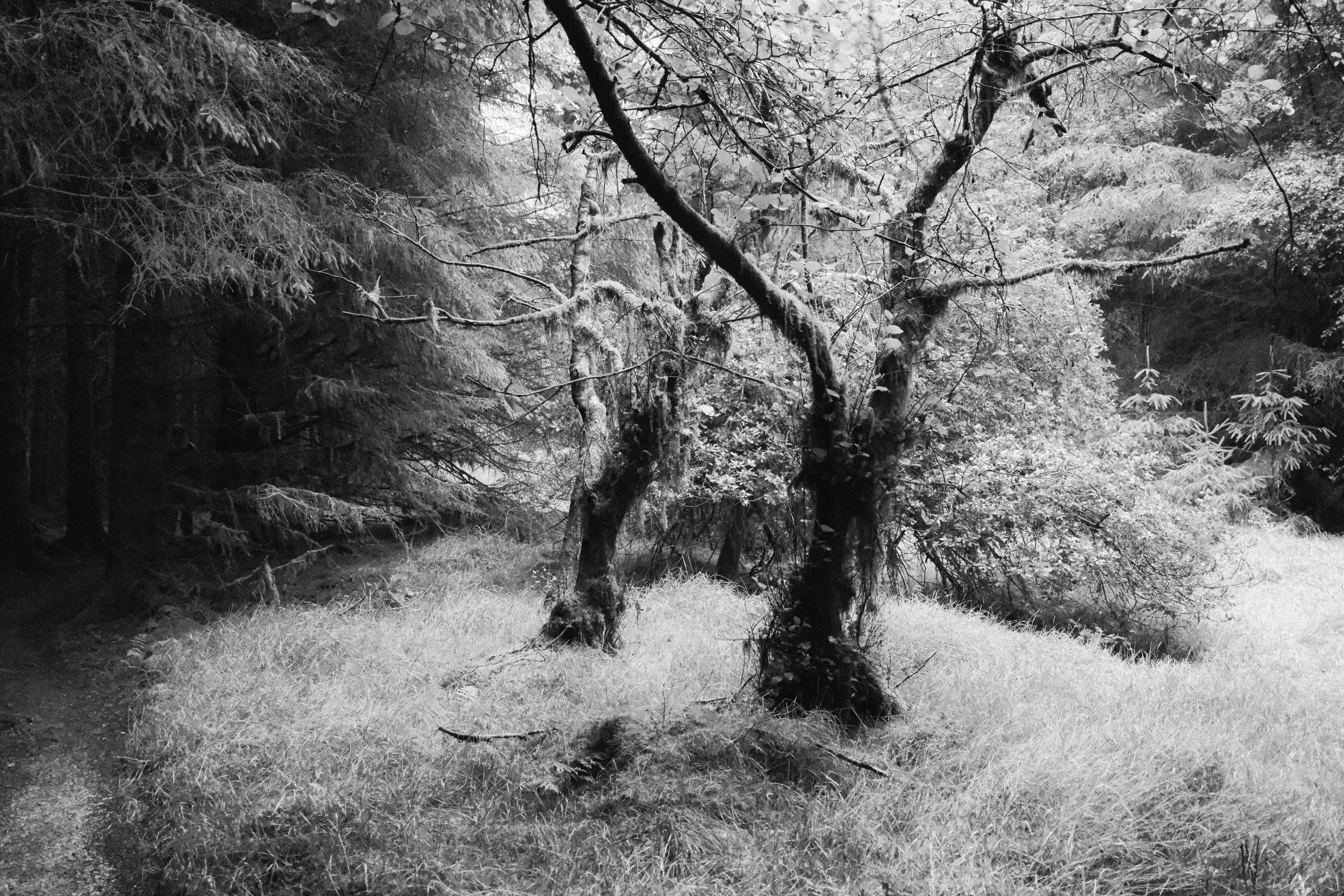 two trees, standing