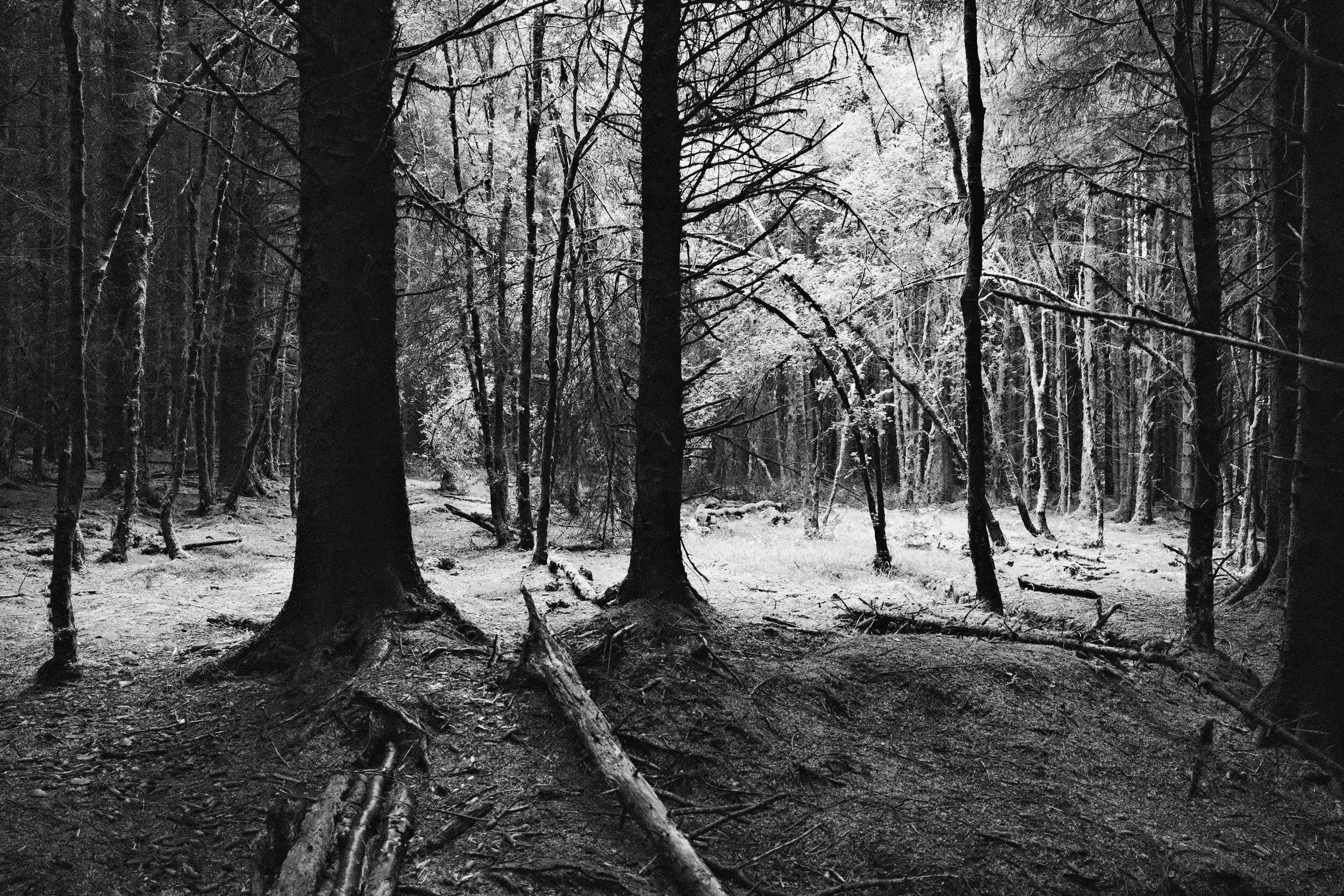 between the trees