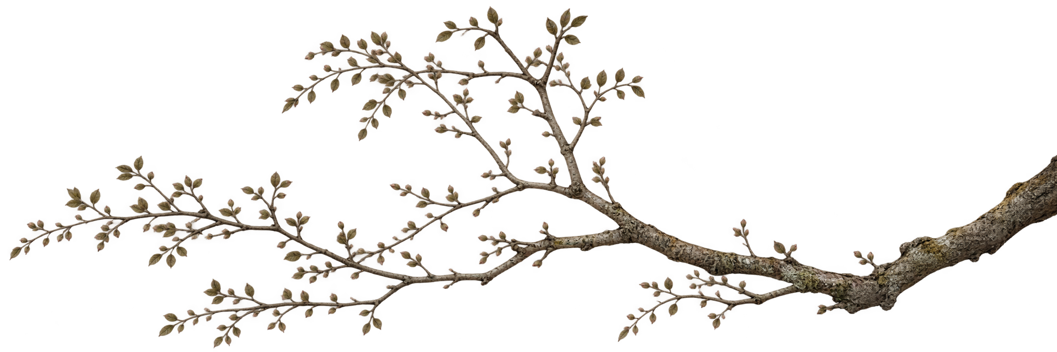Diagram of a tree branch with labels indicating different parts, including leaf buds, flower buds, and bark.
