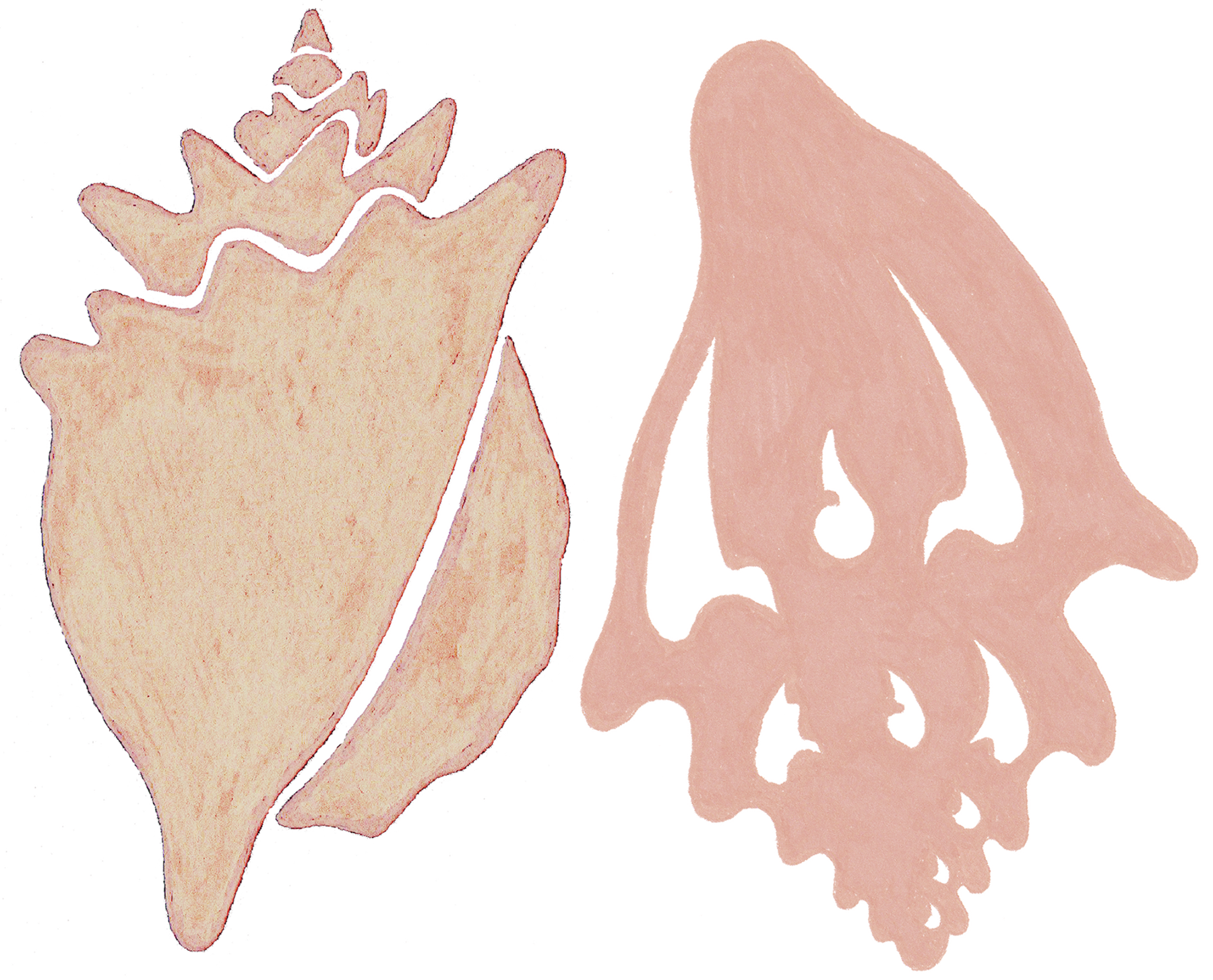 Conchs in shell.png