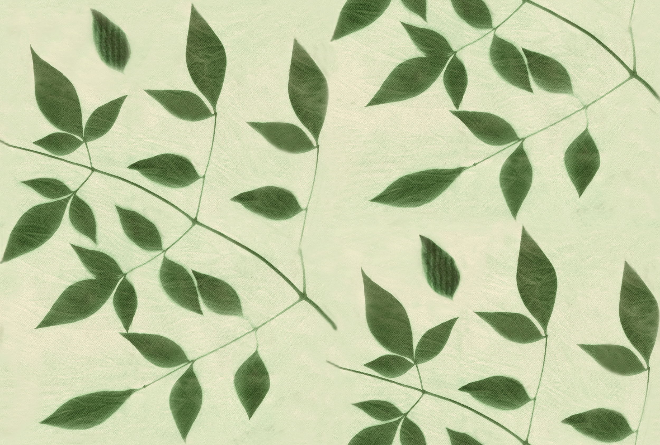 Nandina gr tonal rpt 10.4.png