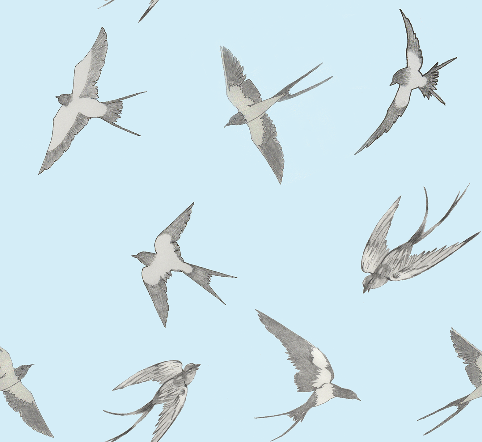 Swallows