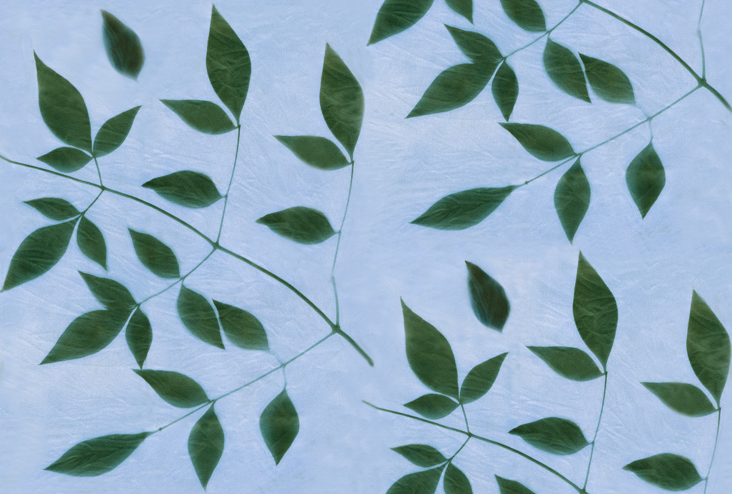 Nandina gr on bl rpt 10.4.png