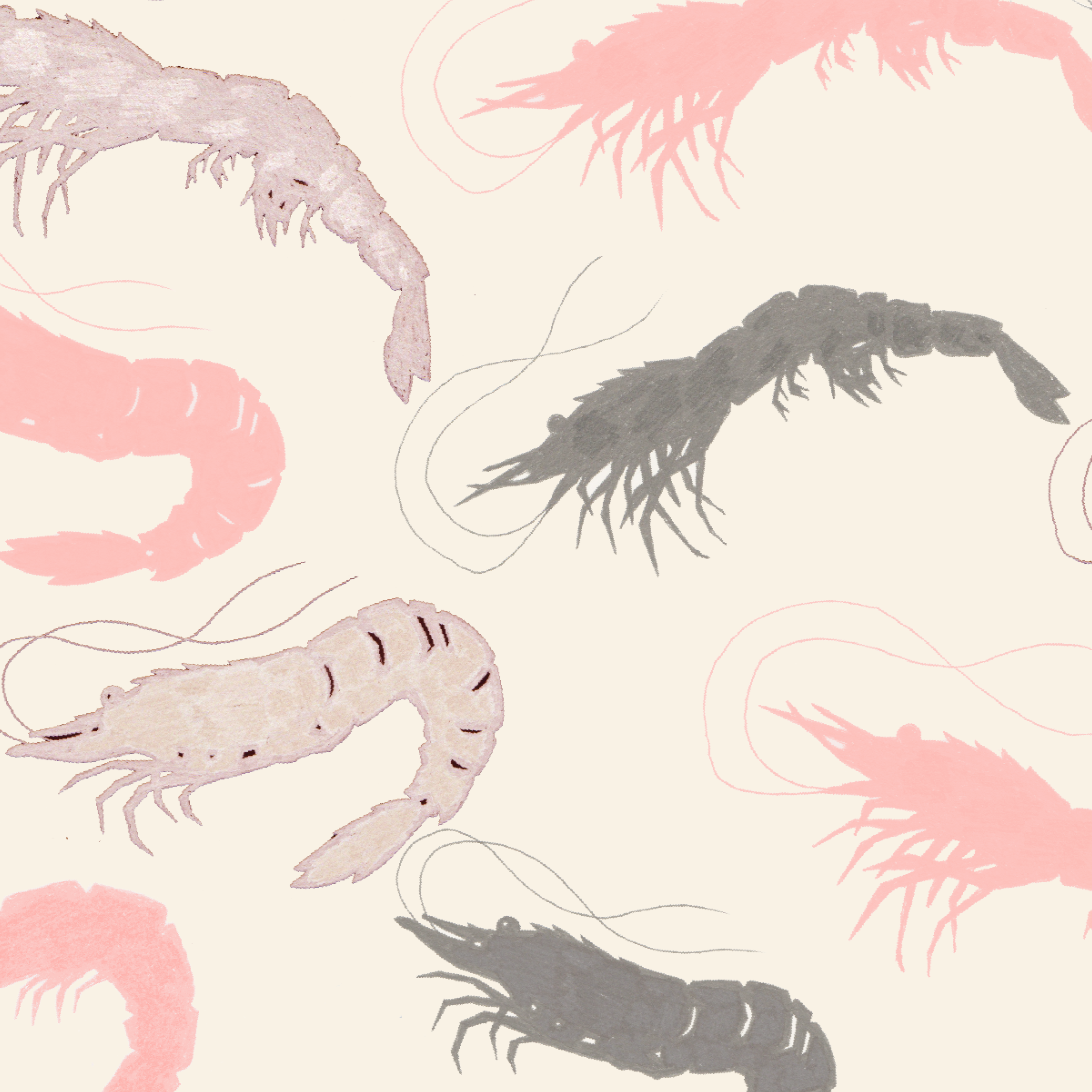 Shrimp