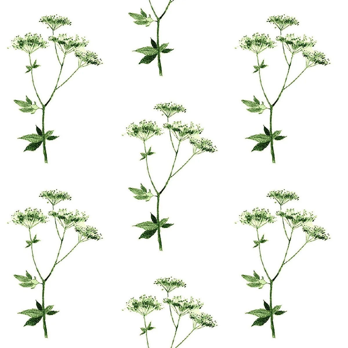 Lace (6 Colors)