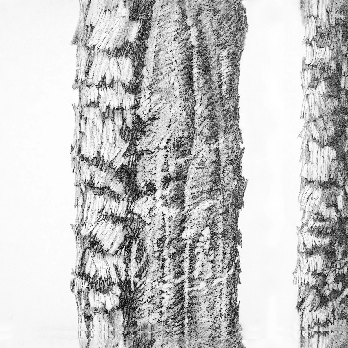 Trees graphite 10.4 memo-01.jpg