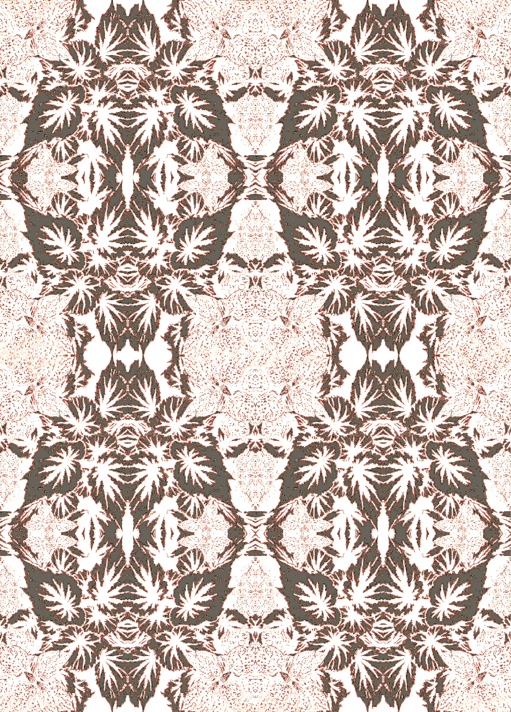 Begonia sepia 11.6 lt K.png