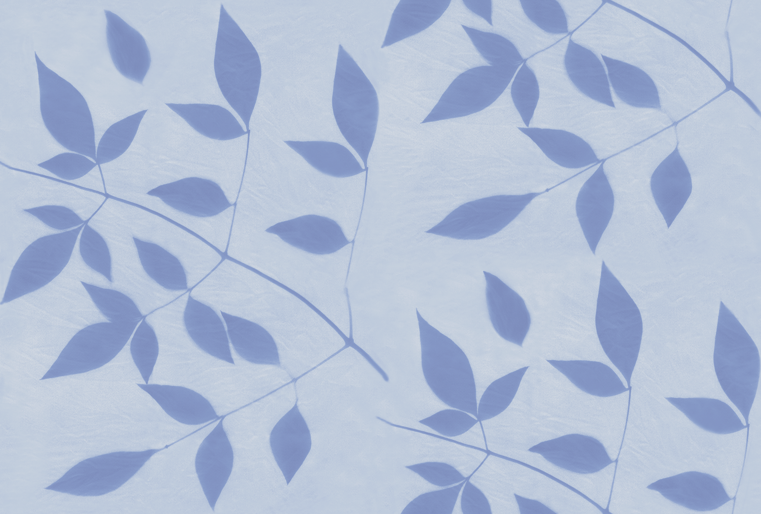 Nandina lt bl tonal rpt 10.4 wm.png