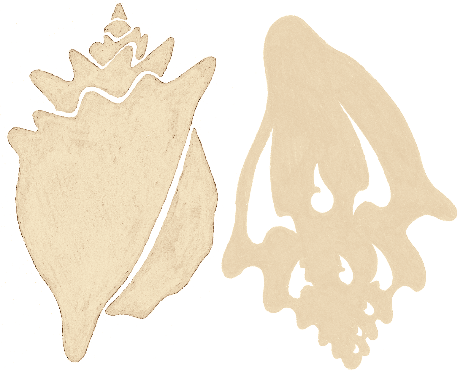 Conchs in sand.png