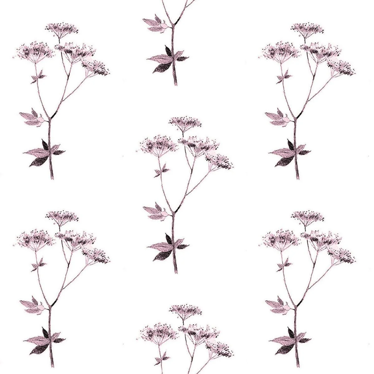 Lace cocoa plum 5.27 memo-01.jpg