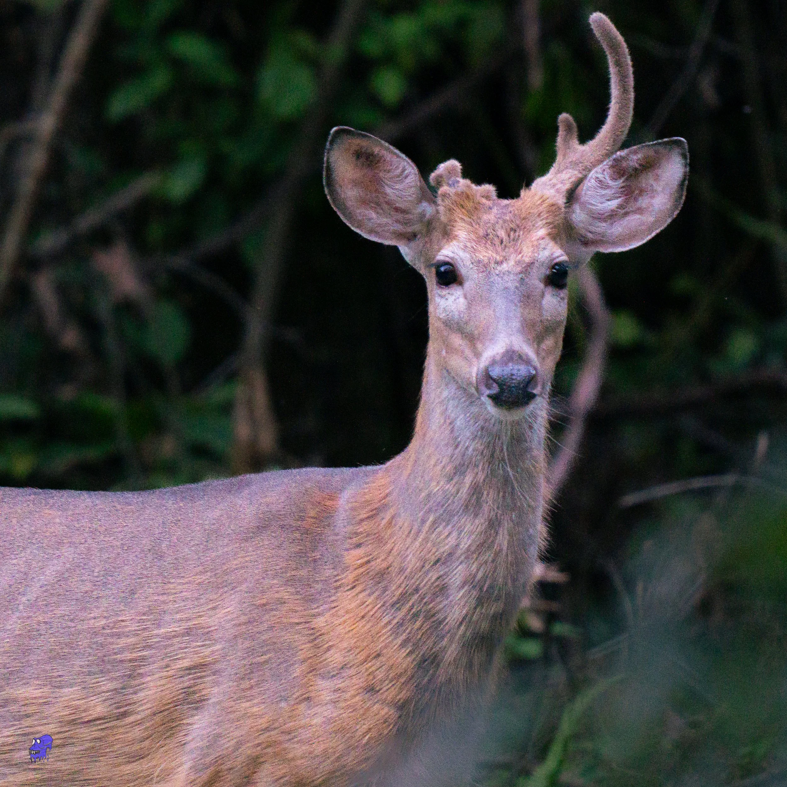 Deer Pictures-2.jpg