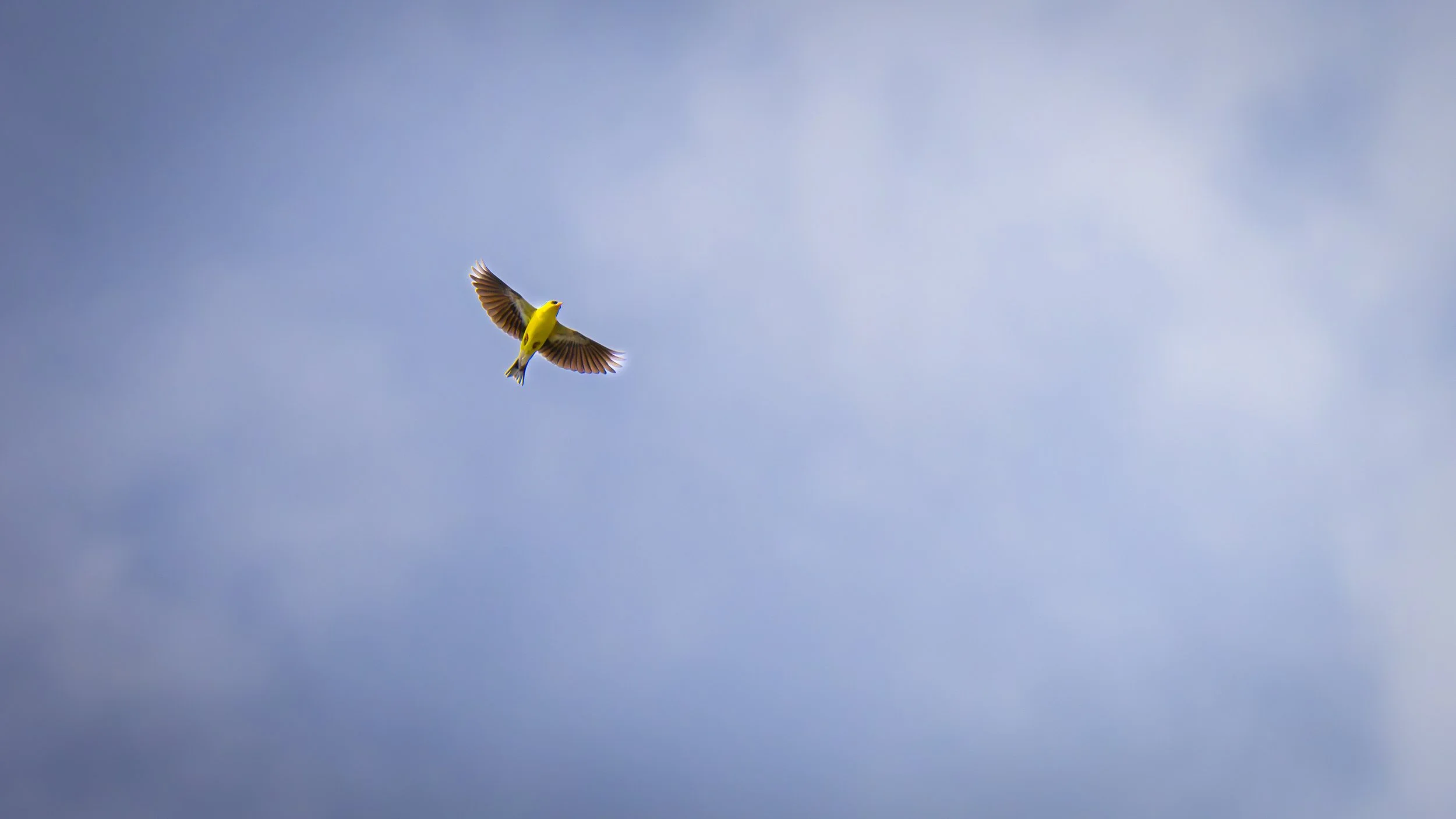 Burd (1 of 1).jpg