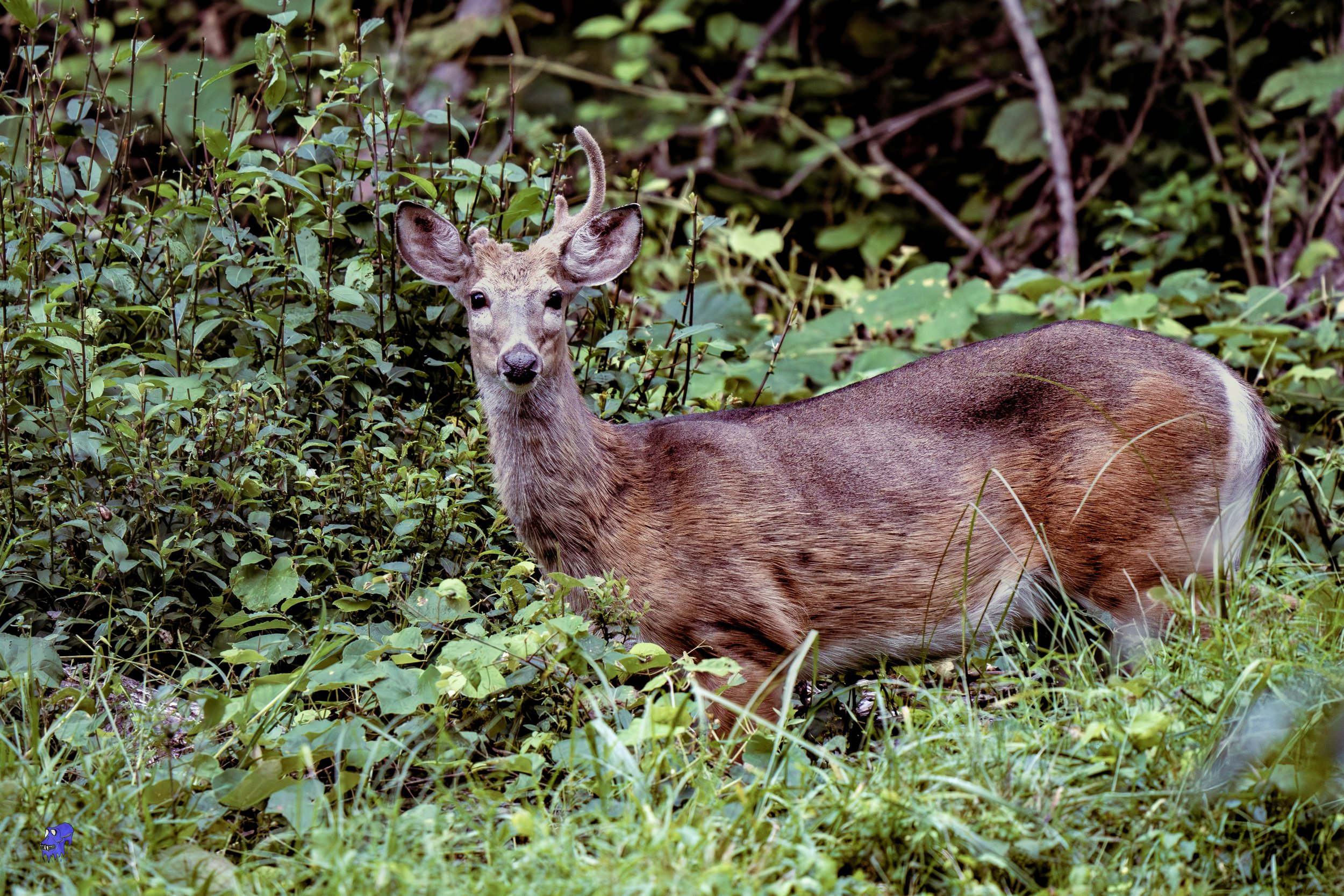 Deer Pictures-4.jpg