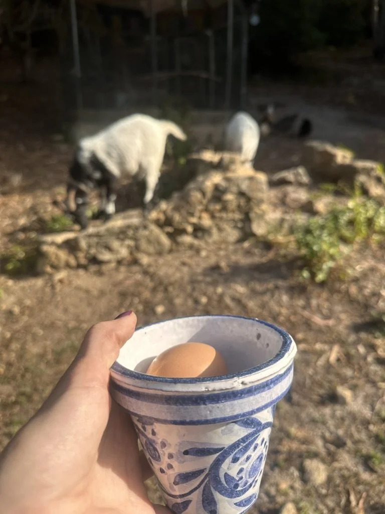 Fresh egg in a handmade ceramic cup, with sheep grazing behind