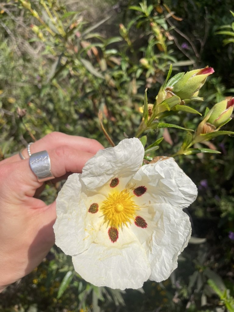 Gum rockrose (Cistus ladanifer), a wildflower of the western Algarve