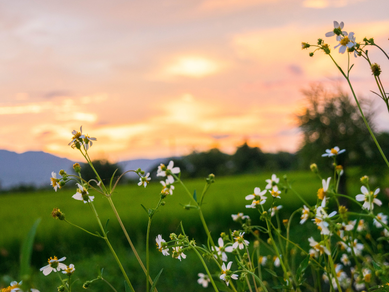 Your Wedding Is a Guest in Nature