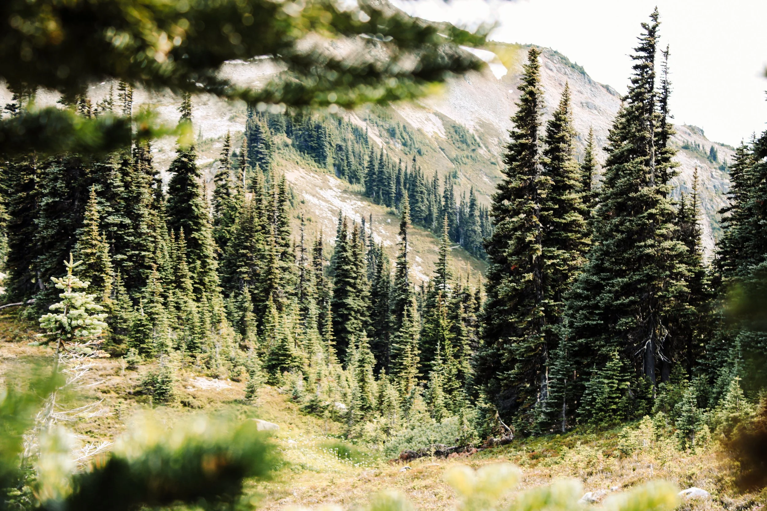 A scenic view of a forested mountain landscape with tall pine trees and rocky slopes in the background.