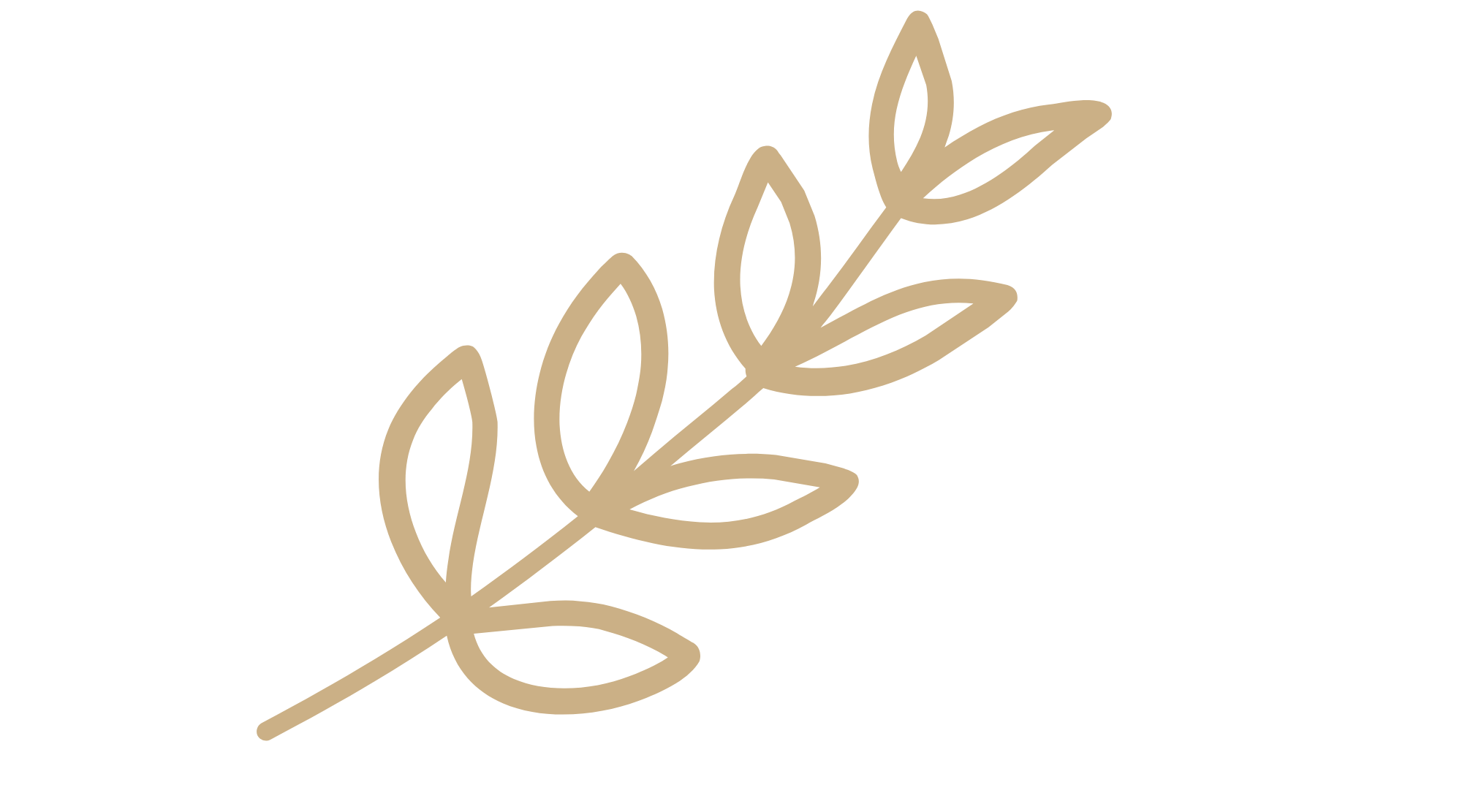 Minimalist beige line drawing of a leafy branch on a black background.
