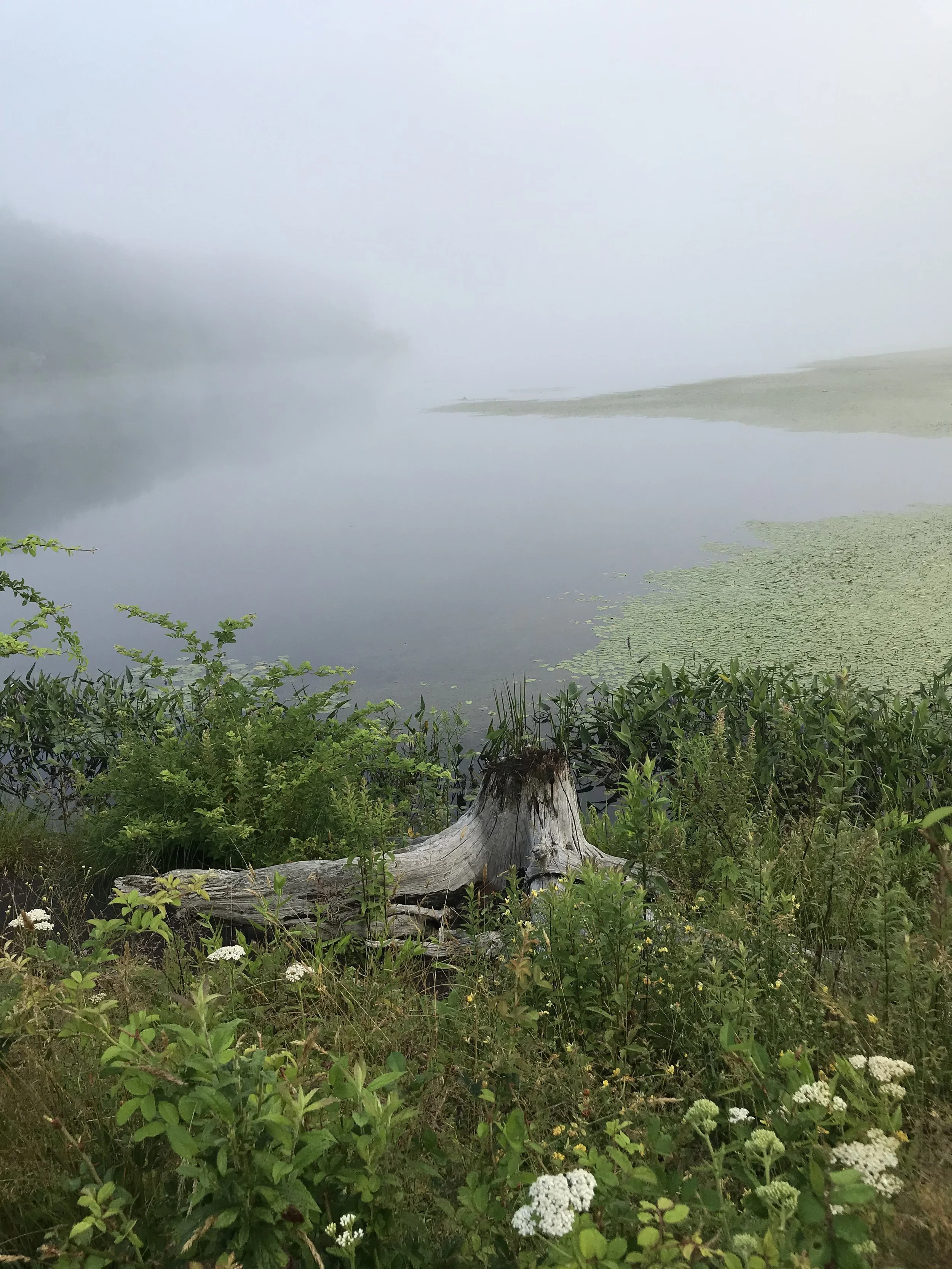 A foggy lakeside scene with green plants and white wildflowers in the foreground, a tree stump in the middle, and a calm lake with lily pads and a misty background.