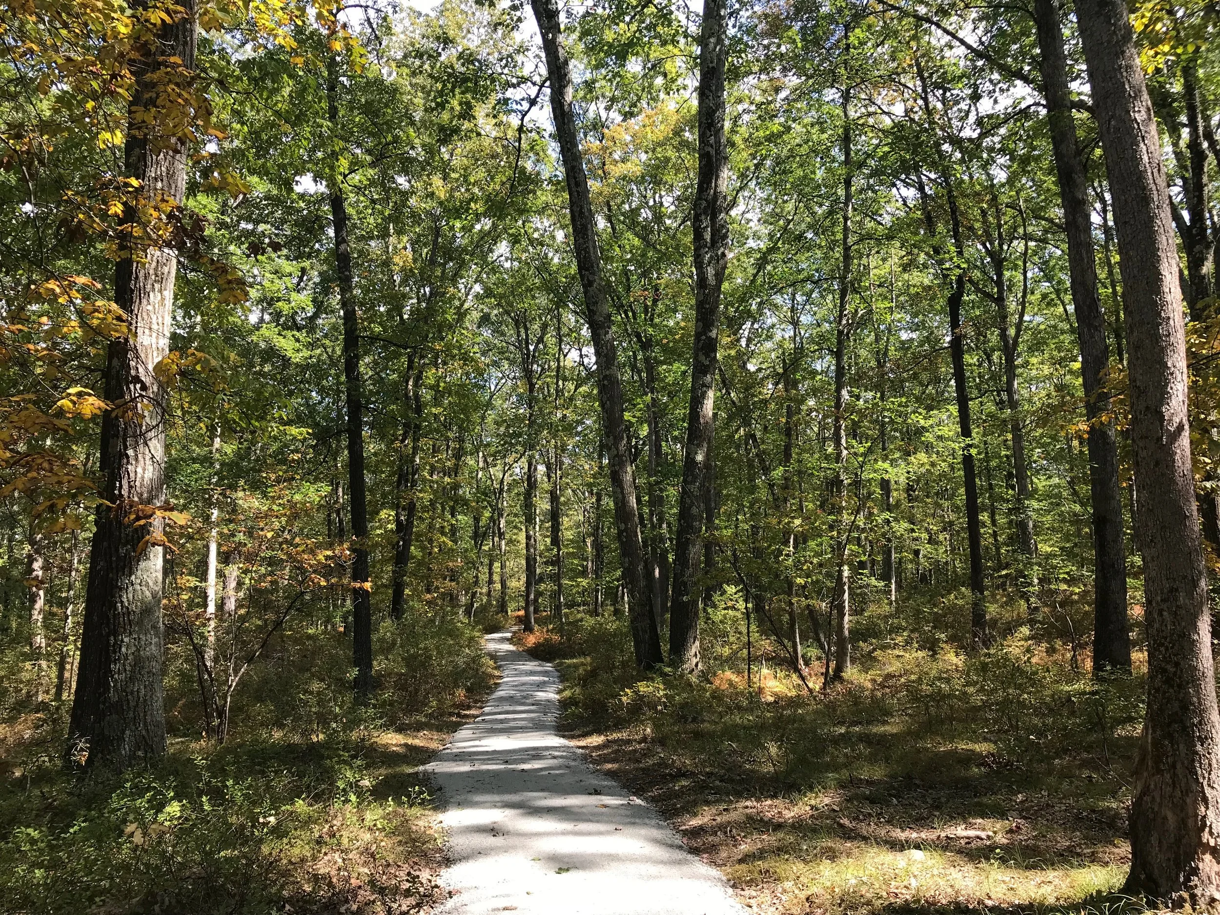 A dirt path running through a dense green forest with tall trees and sunlight filtering through the leaves.