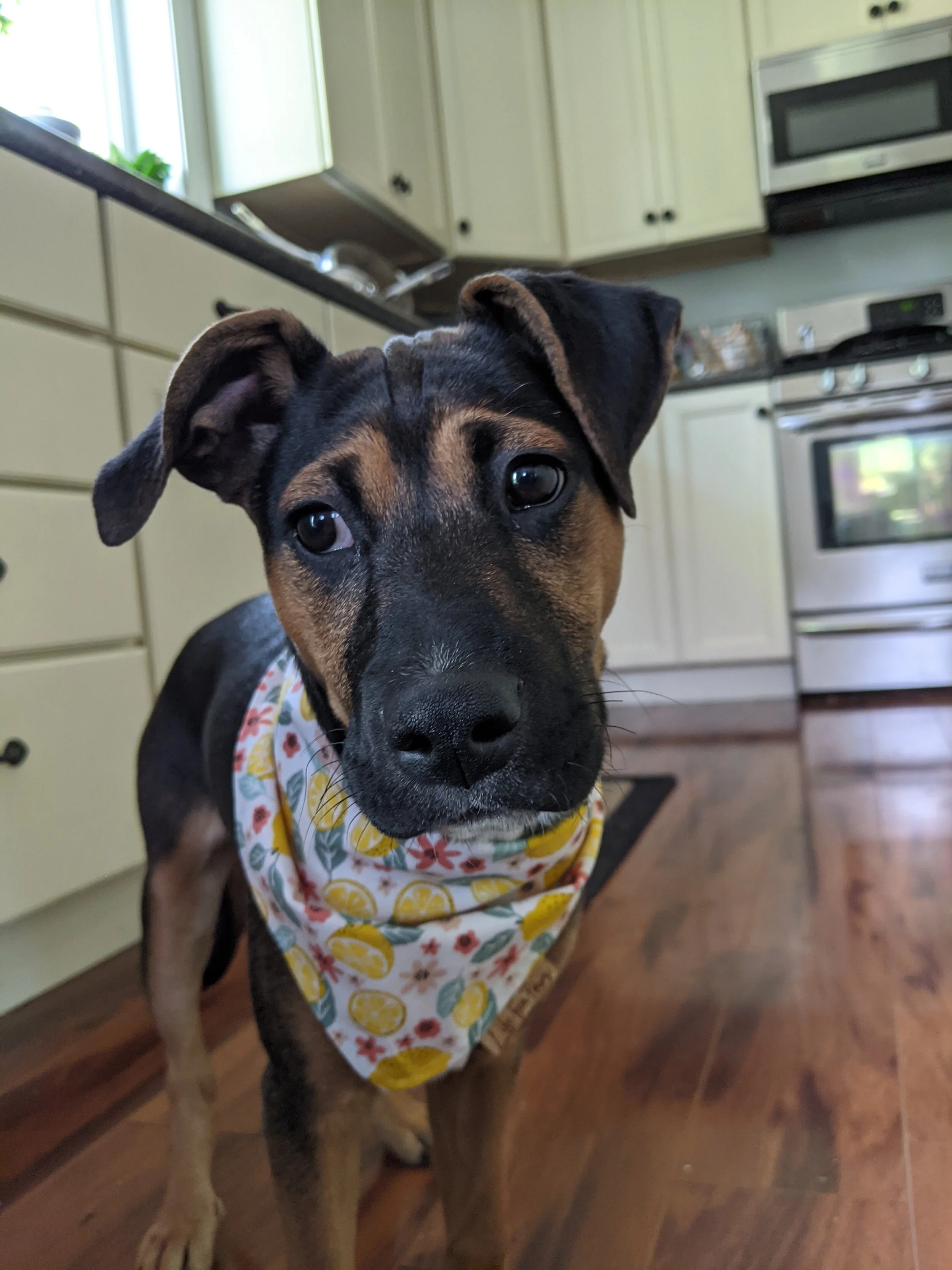Paper Shredder: Rosie