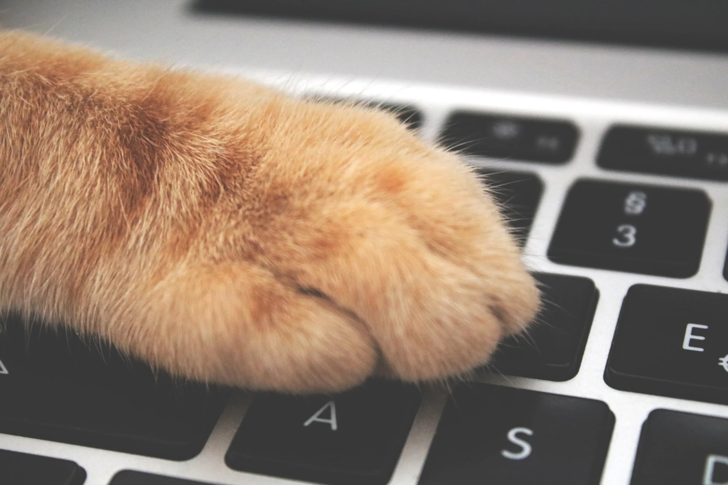 Pet Tax
