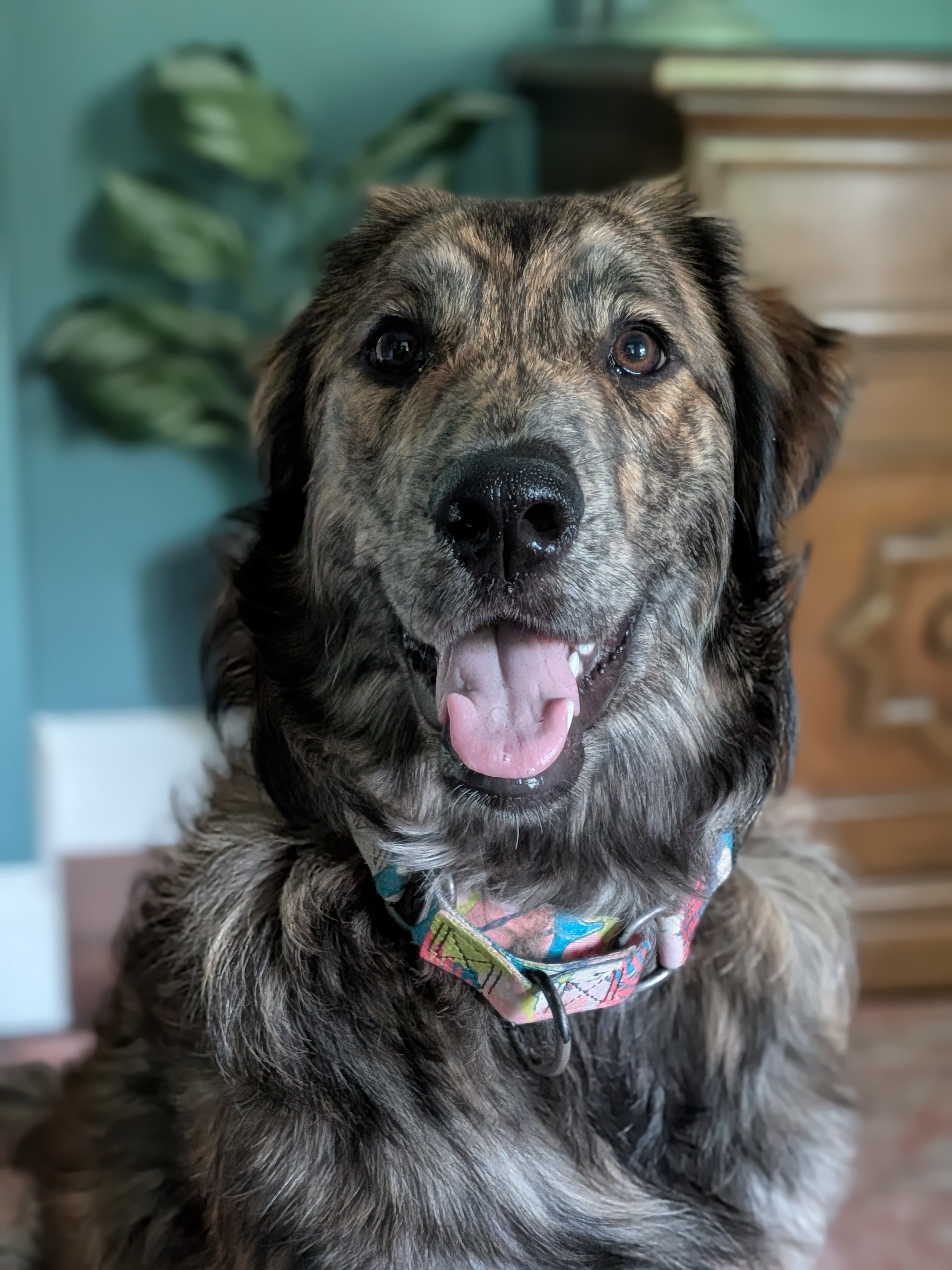 Junior Paper Shredder: Sadie