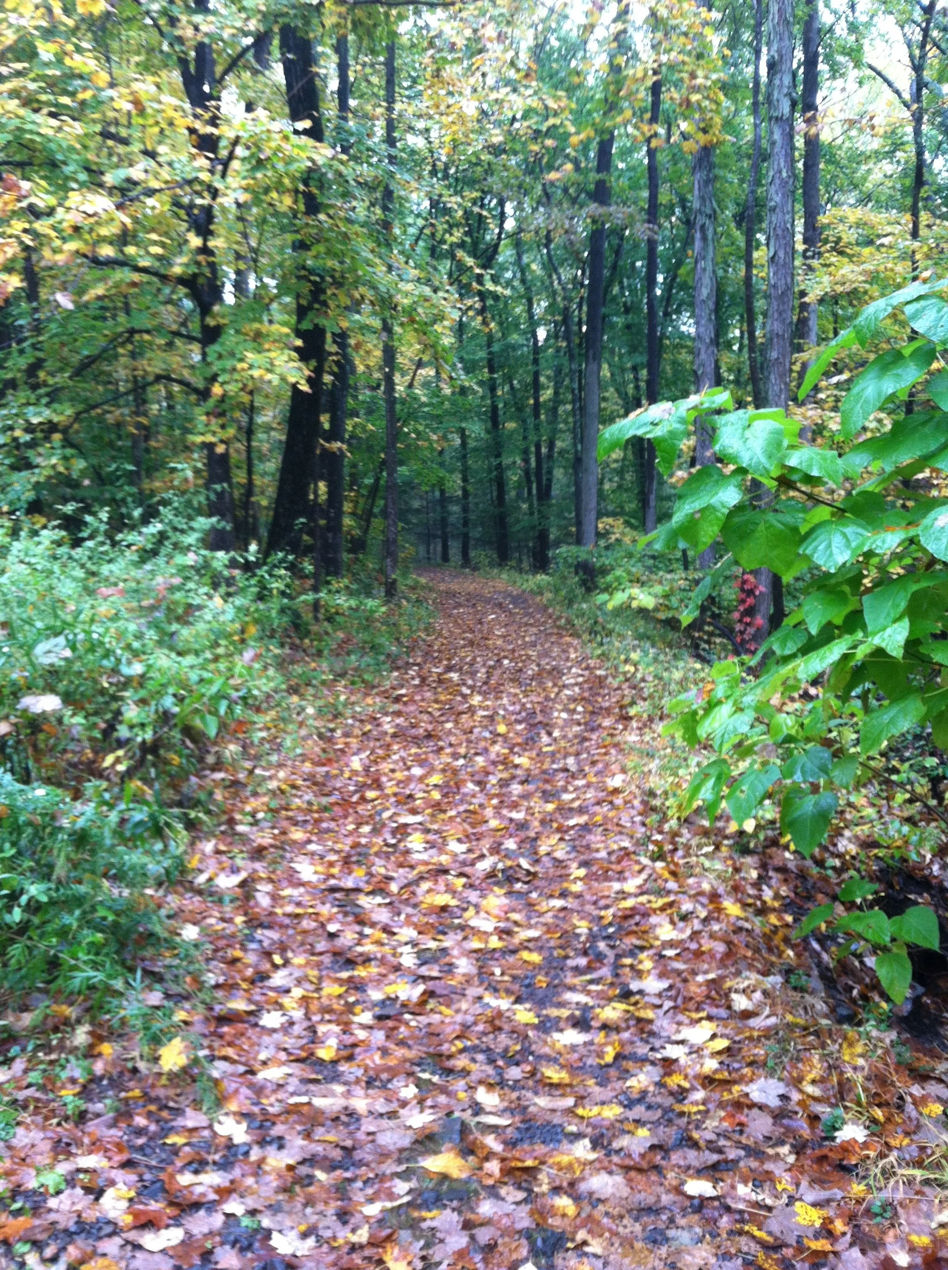 A trail in a forest with trees and fallen autumn leaves.