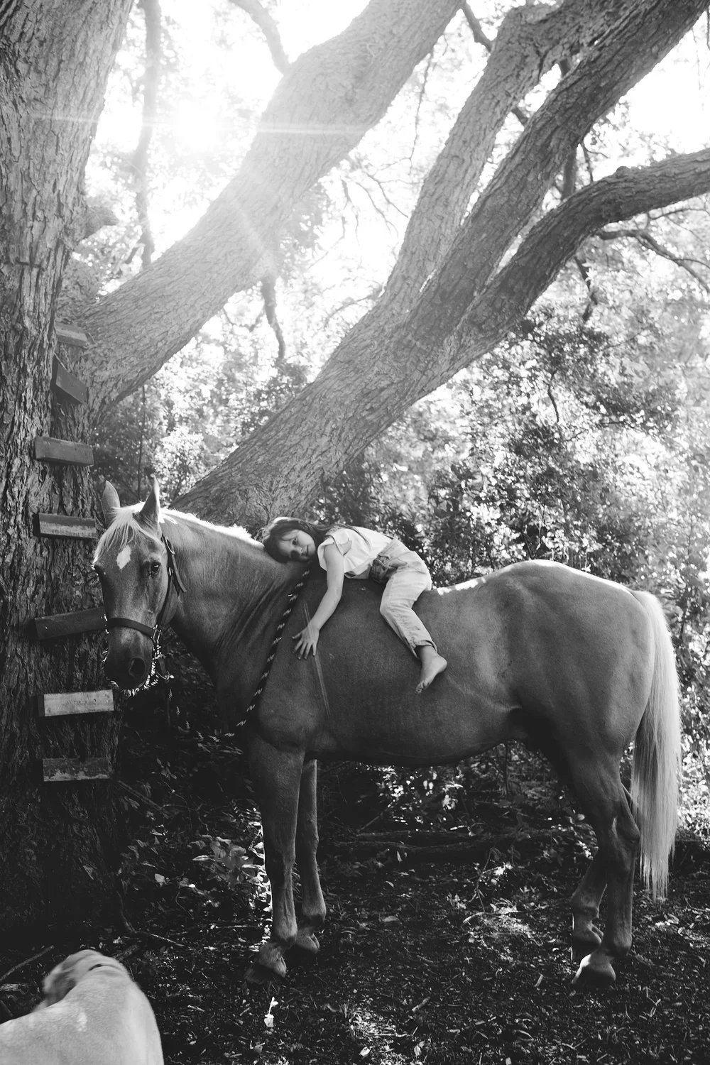 A young girl lying on the back of a horse in a wooded area with sunlight streaming through the trees.
