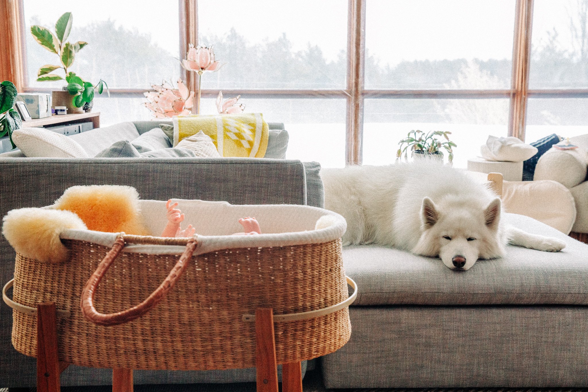 A cozy living room with large windows, a gray sofa with pillows and a yellow blanket, plants, and a white dog lying on the sofa.