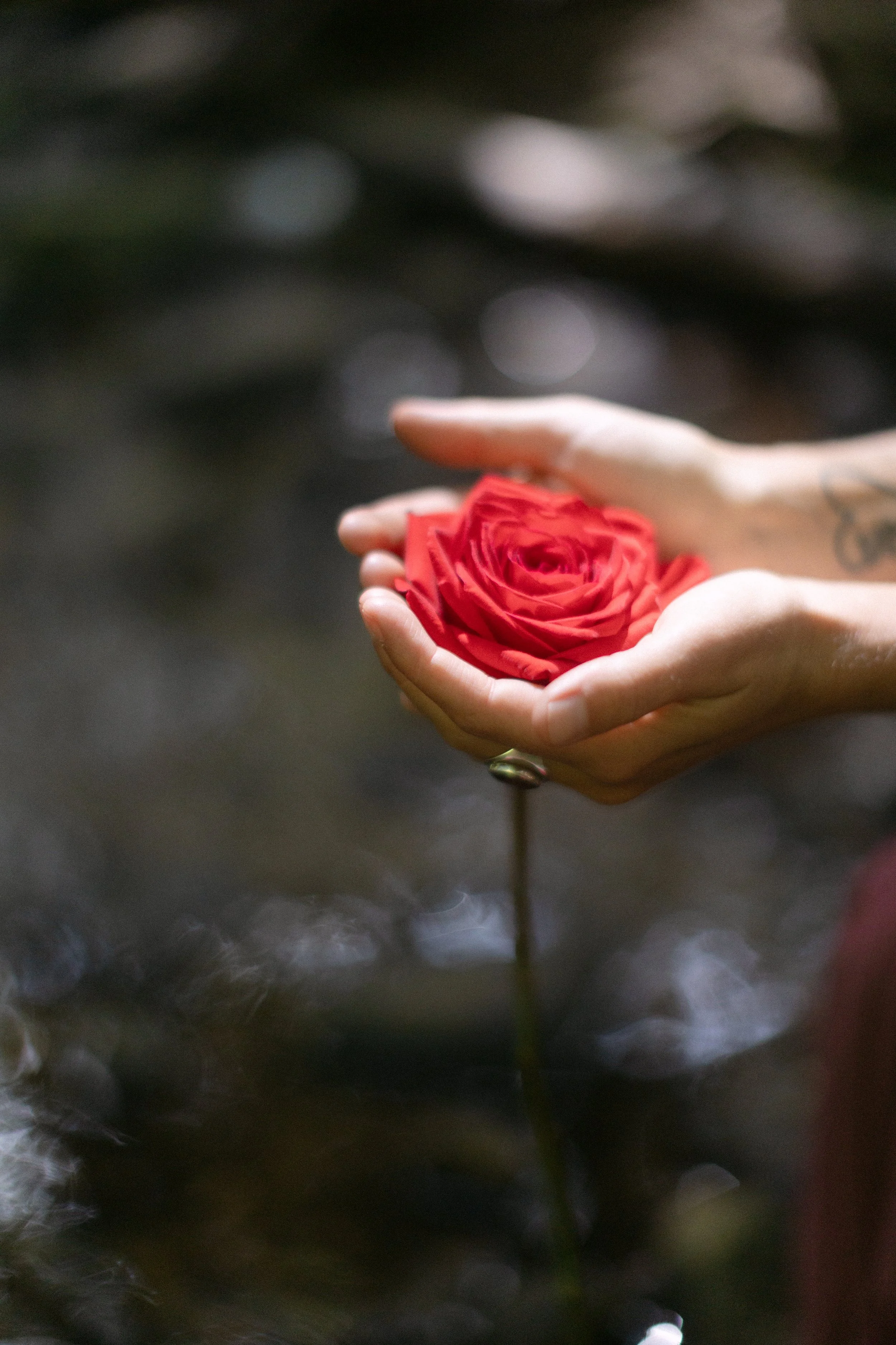 Close-up of a hand holding a red rose with a blurred riverside background.