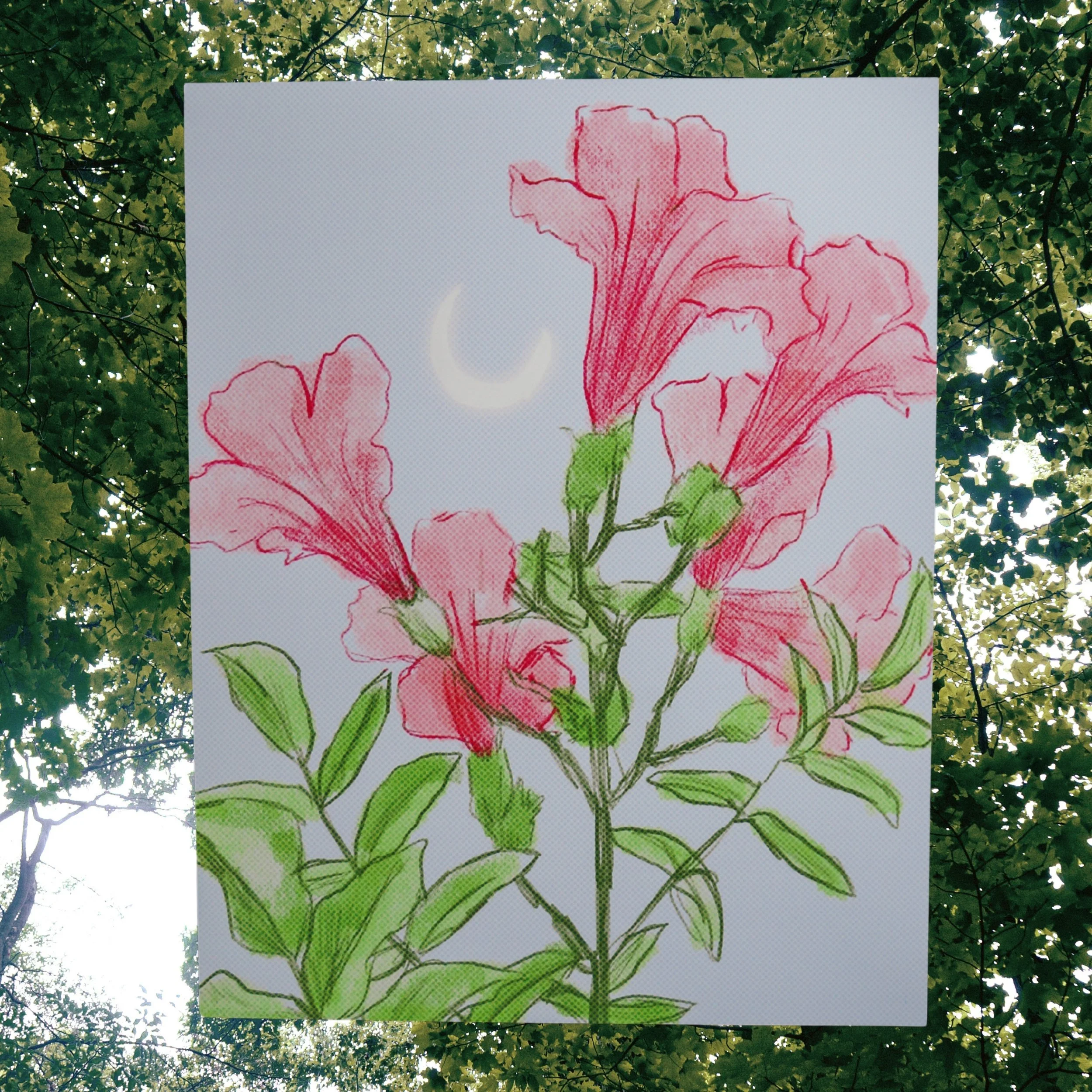 Pink Flower Large Print