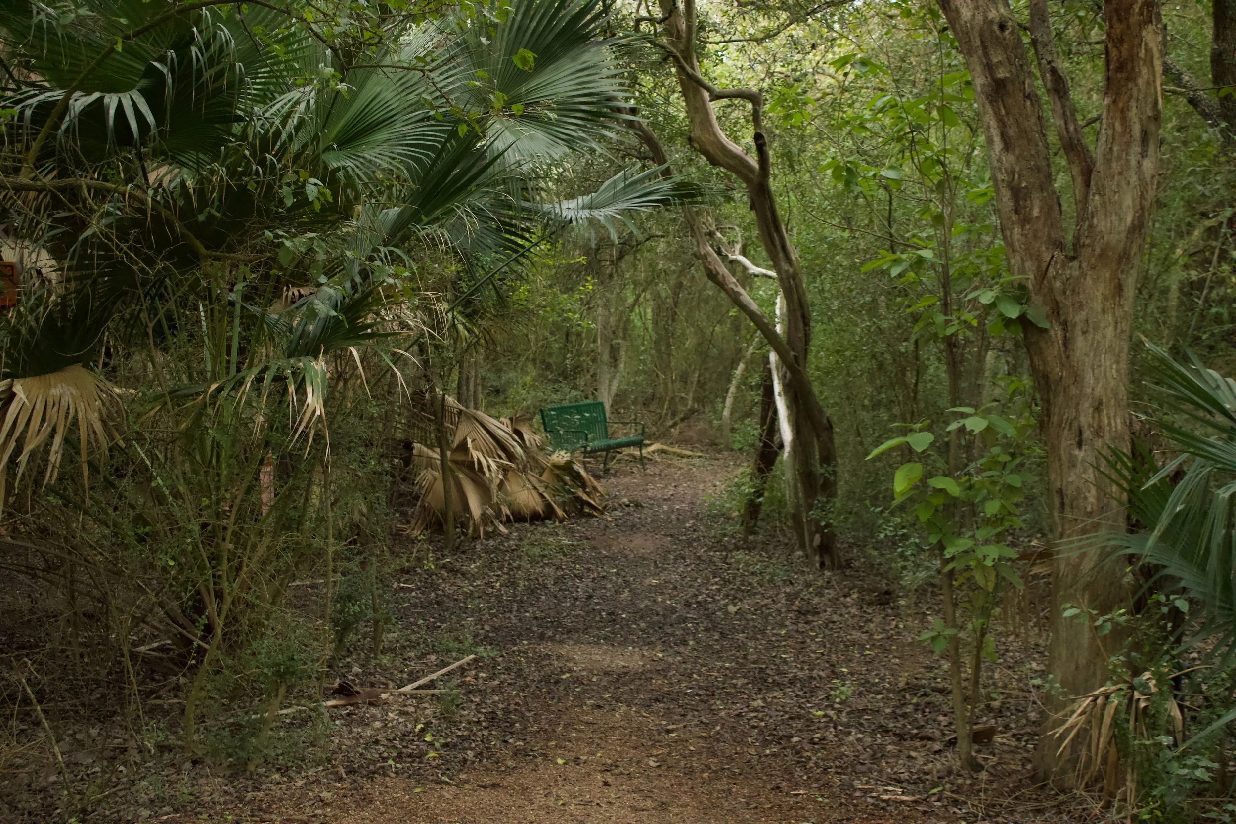 A dense forest scene with tall trees, green foliage, and a dirt path with a green metal park bench along the trail.