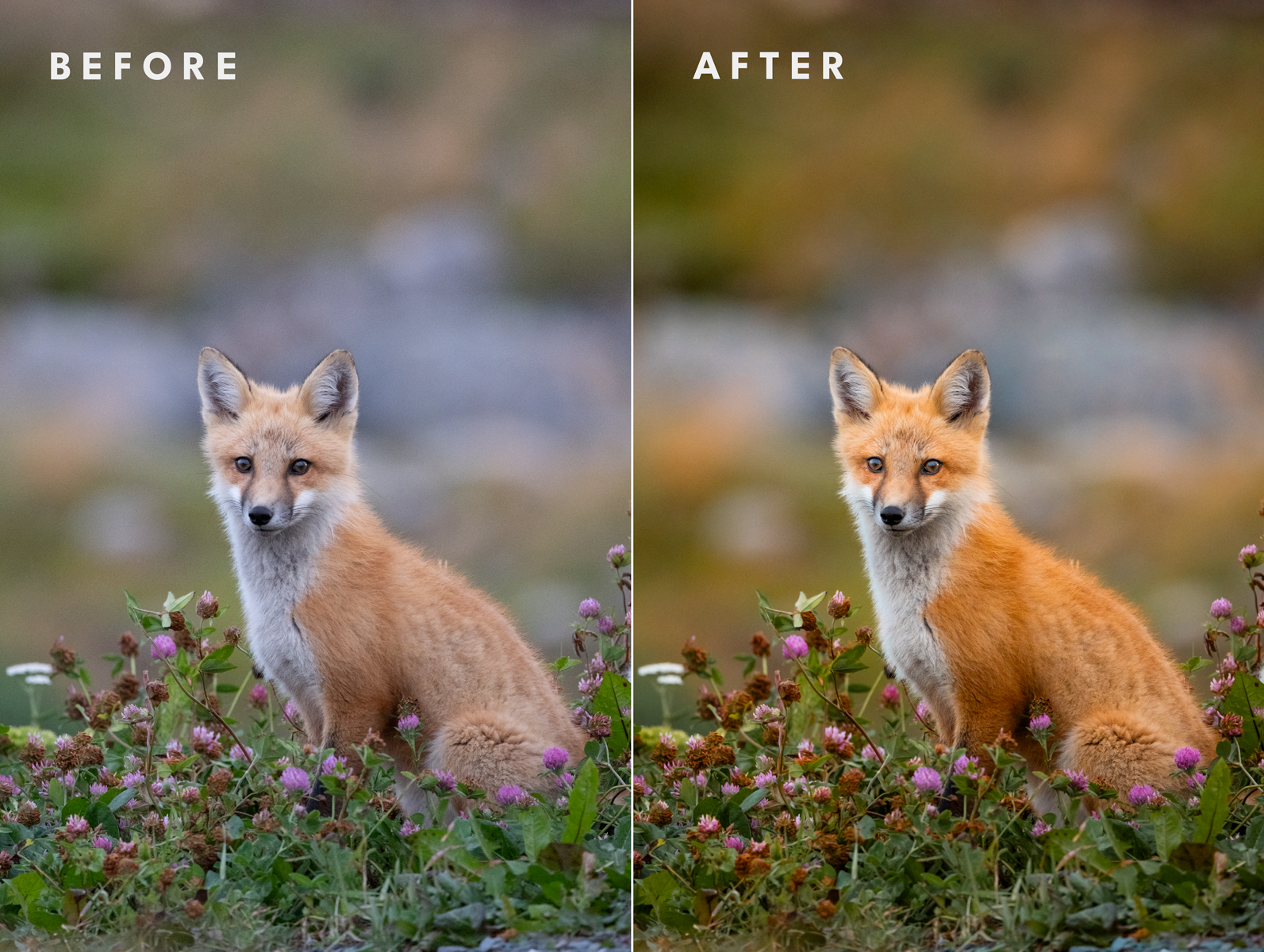 Before_After_Wildlife_Fox_Warm.png