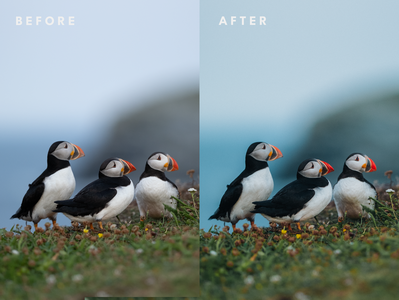 Before_After_Wildlife_Puffins_Teal.png