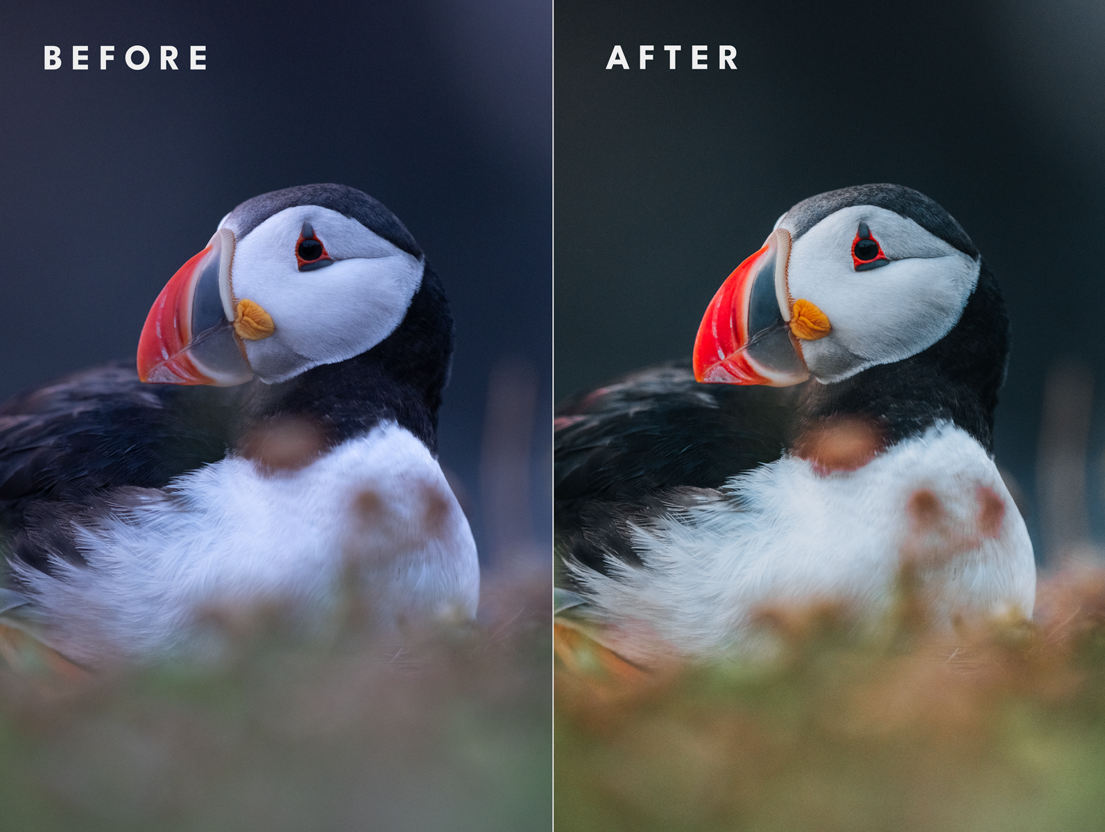Before_After_Wildlife_Puffins_Dark.png