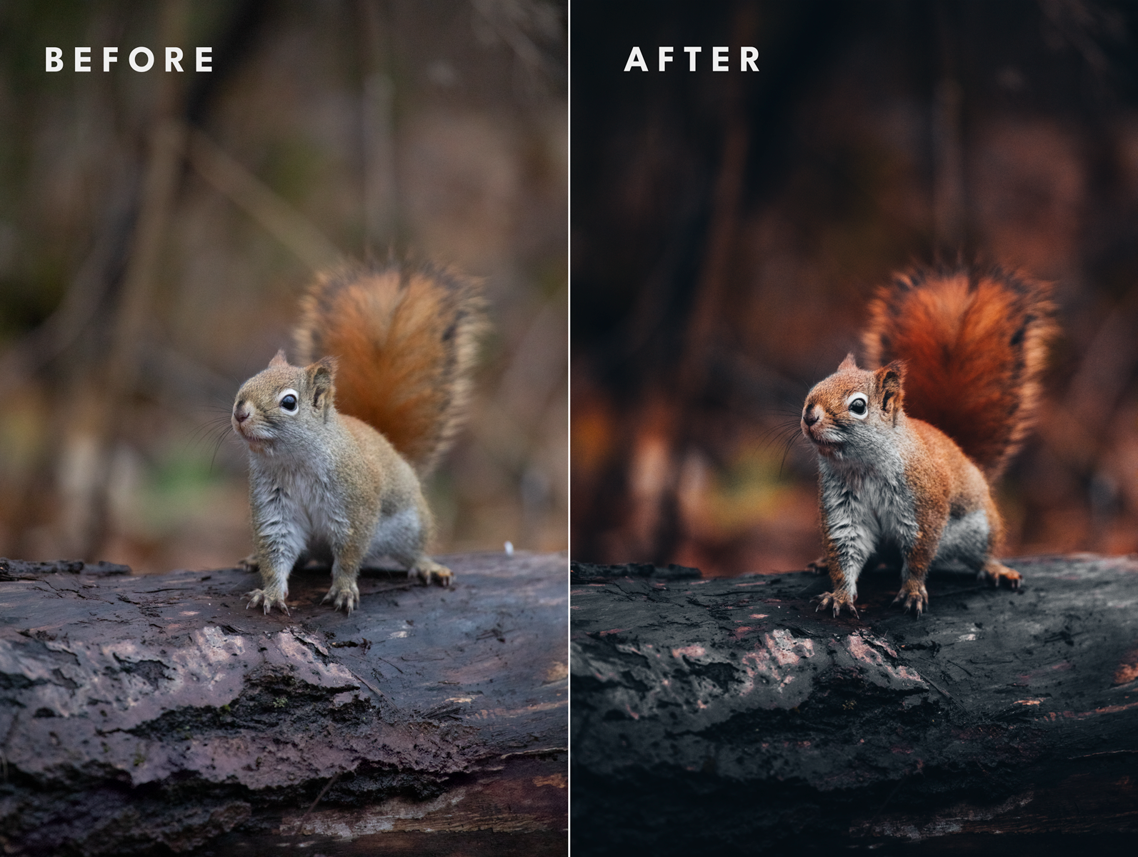 Before_After_Wildlife_ecureuil.png