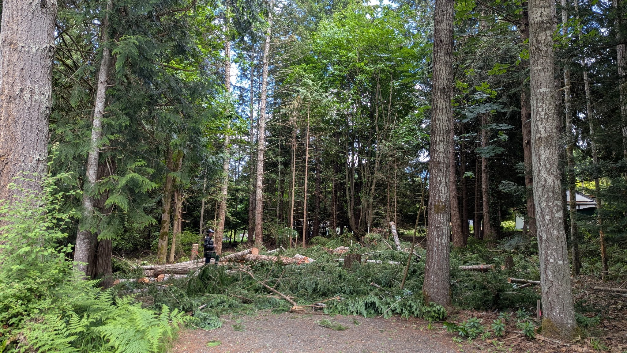 A dense forest with tall trees and lush green foliage. There are fallen branches and logs on the ground, and a person in a jacket and hat standing among the trees, observing the surroundings.