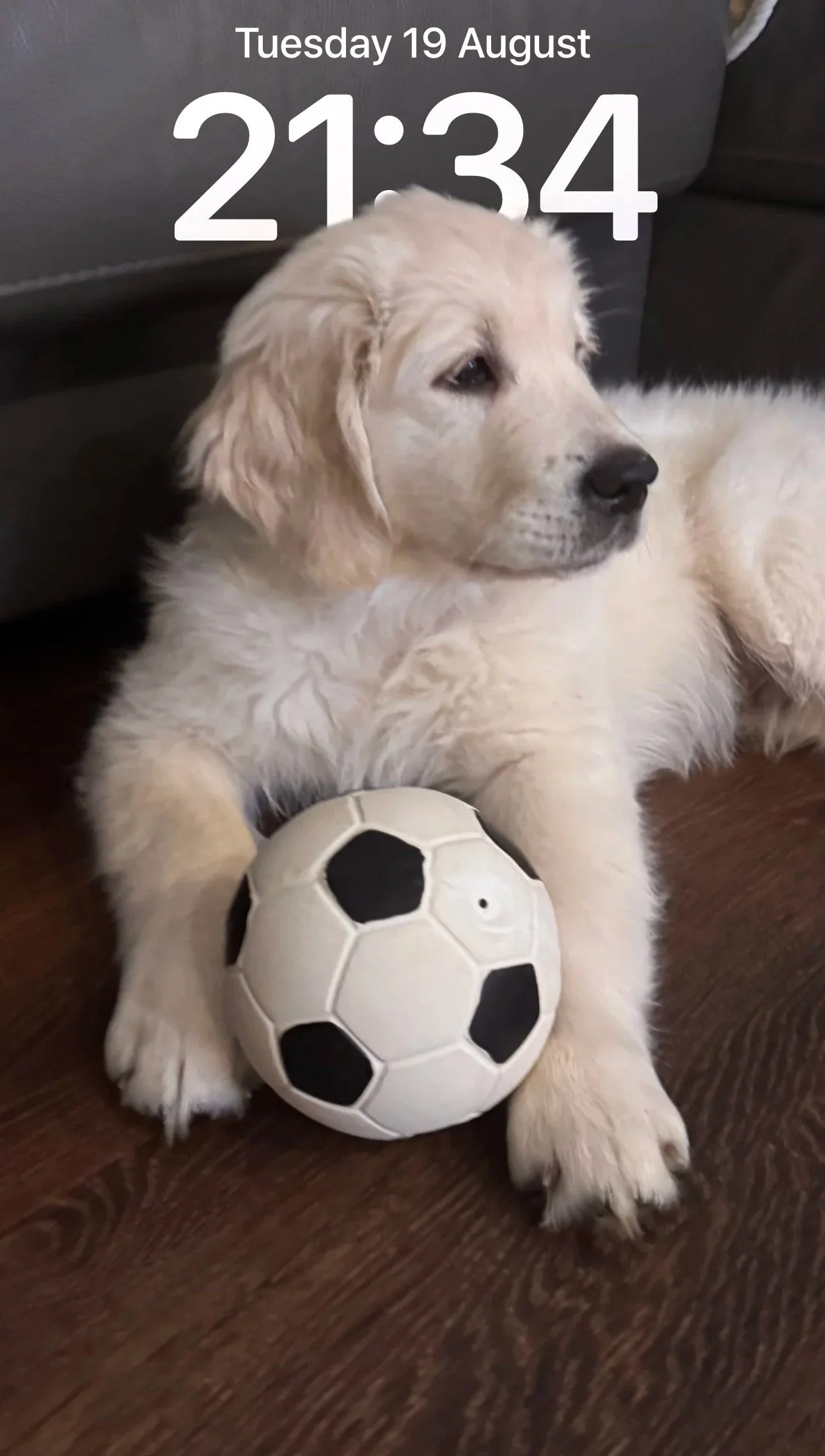 A puppy lying on a wooden floor with a soccer ball under its chin and a larger soccer ball in its paw. There is a clock and date overlay at the top of the image showing 21:34 on Tuesday, August 19.