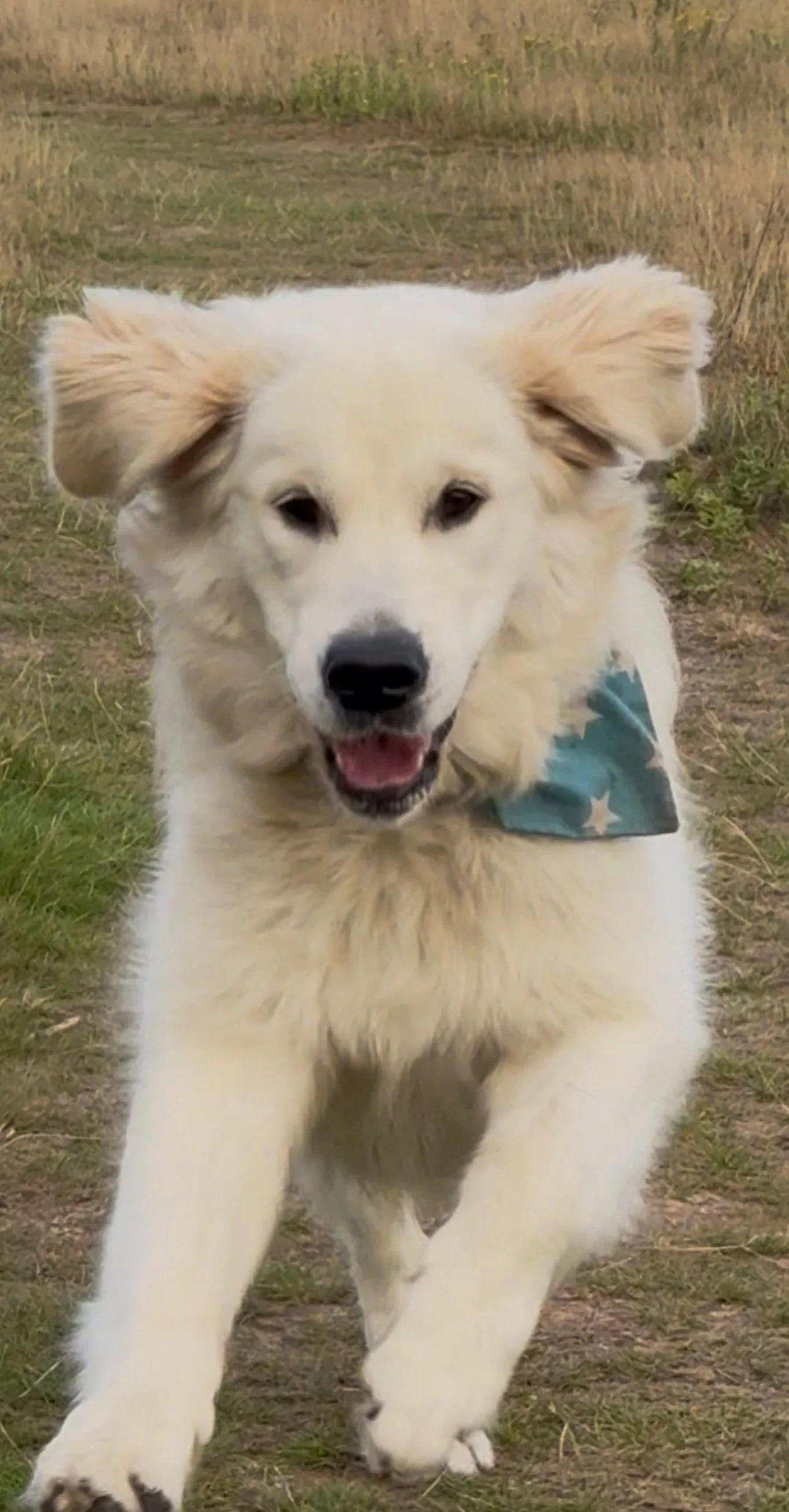 A happy, white puppy running outdoors with a blue bandana with white stars around its neck.