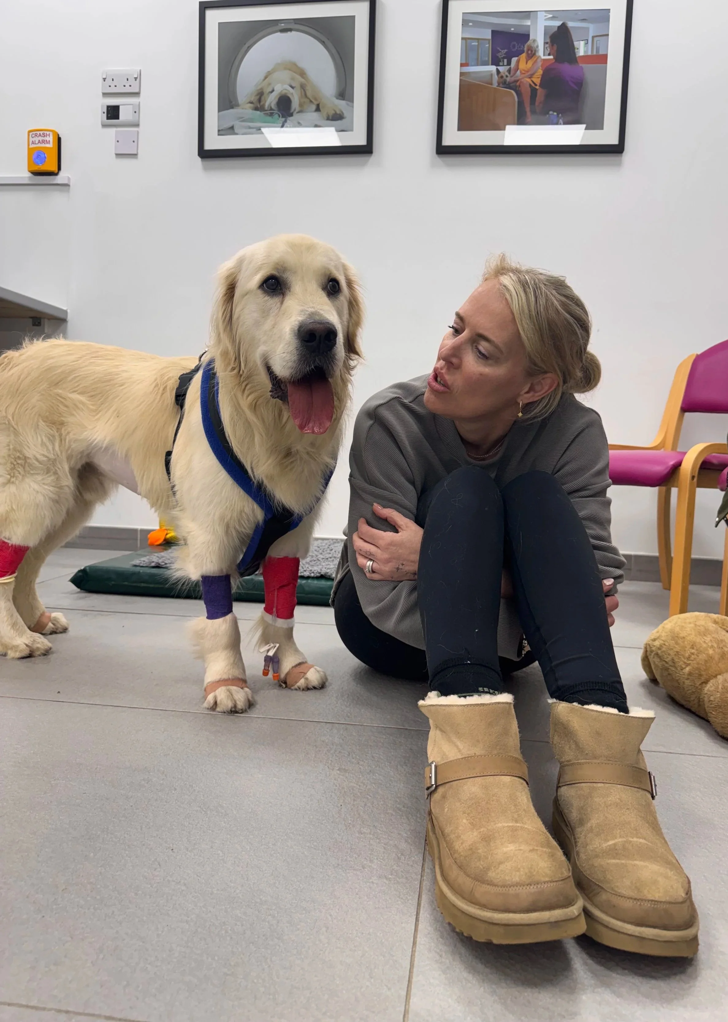 A woman sitting on the floor next to a large, happy, light-colored retriever dog with bandaged paws, in a room with framed photos on the wall and purple chairs.