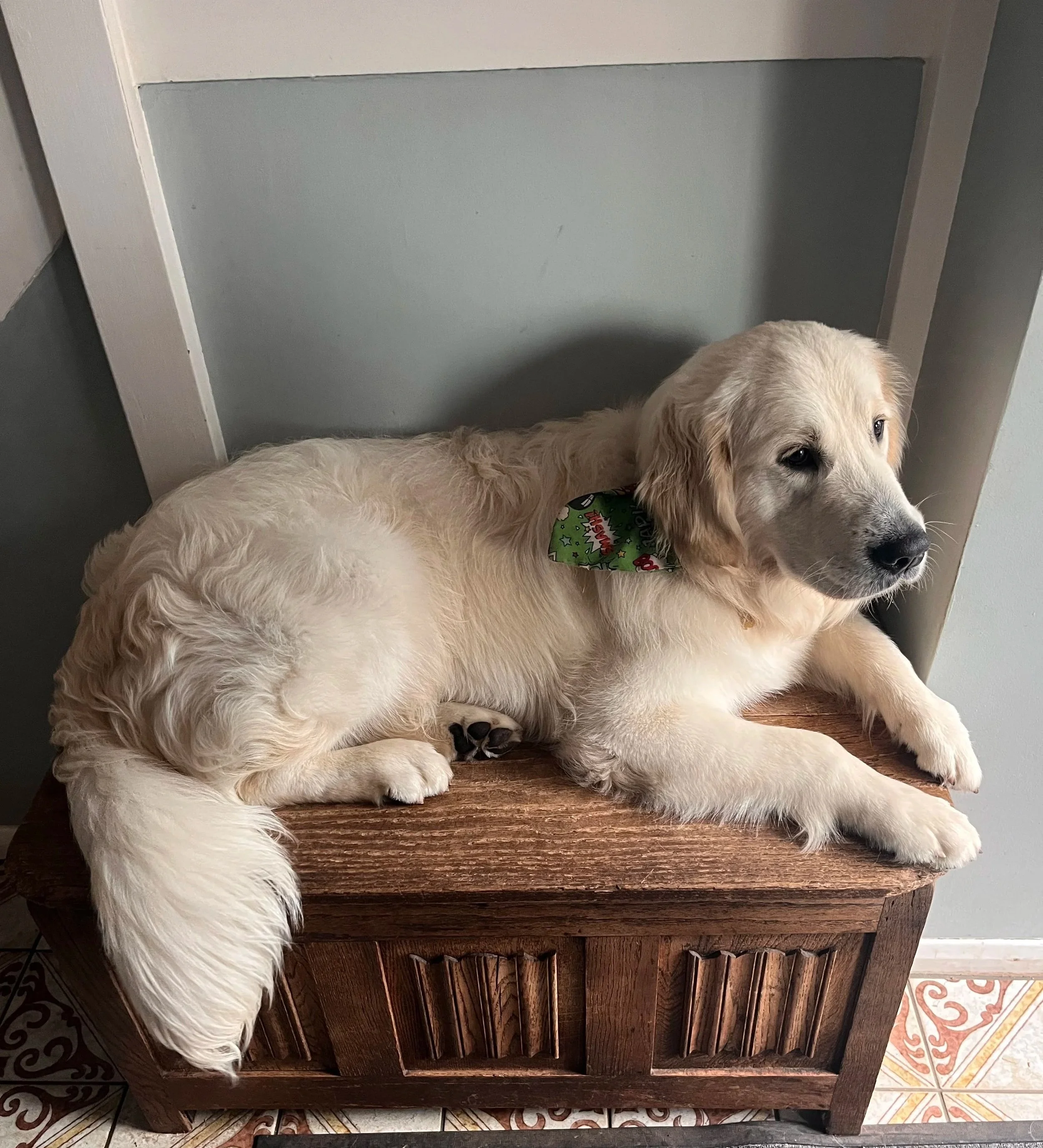 A golden retriever dog lying on a wooden bench with a green bandana around its neck, next to a white wall and a tiled floor.