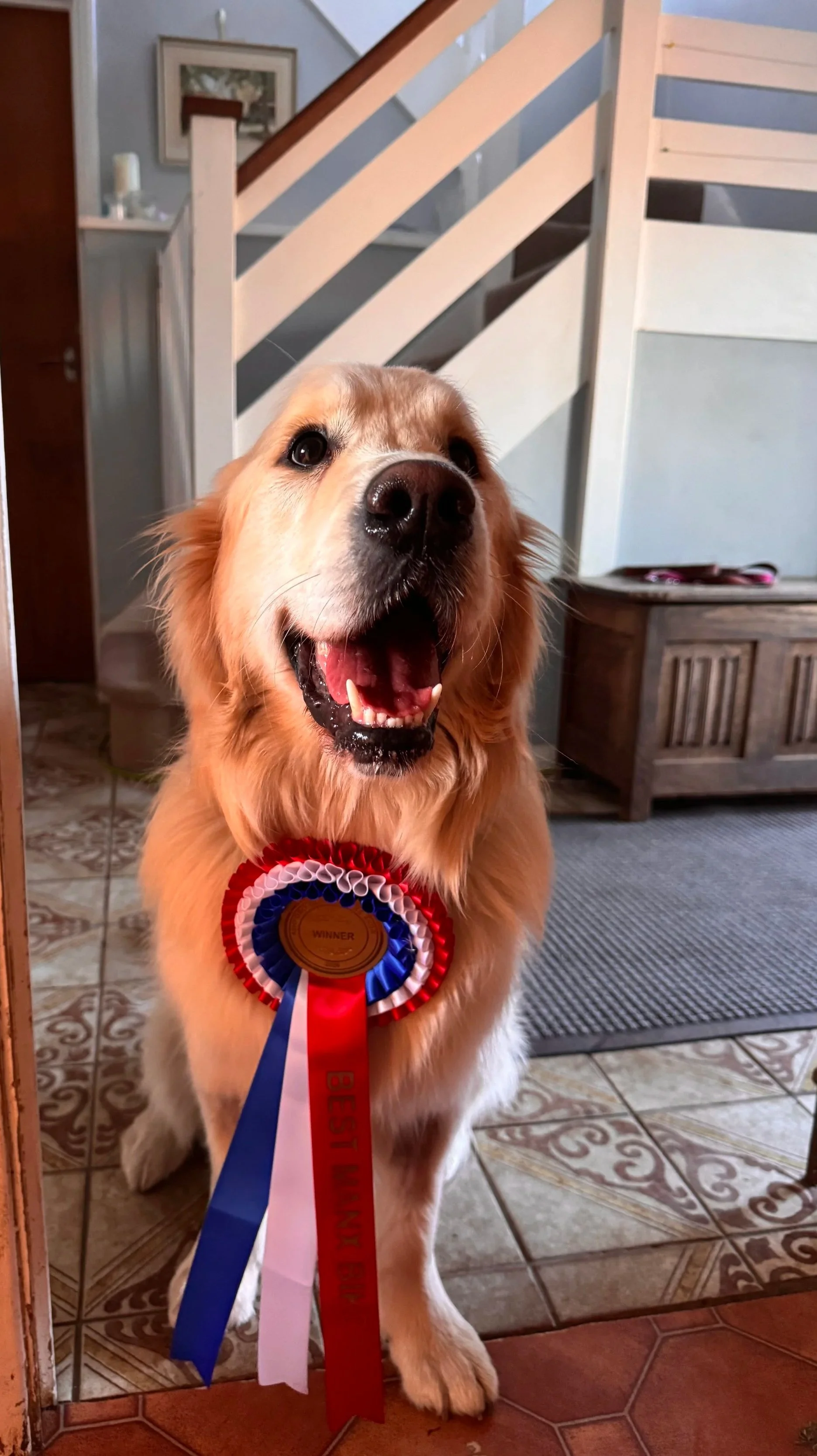 A happy Golden Retriever dog wearing a red, white, and blue award ribbon with the words 'Winner' and 'Best in Show,' standing indoors on decorative tiled flooring near a staircase and a wooden storage chest.