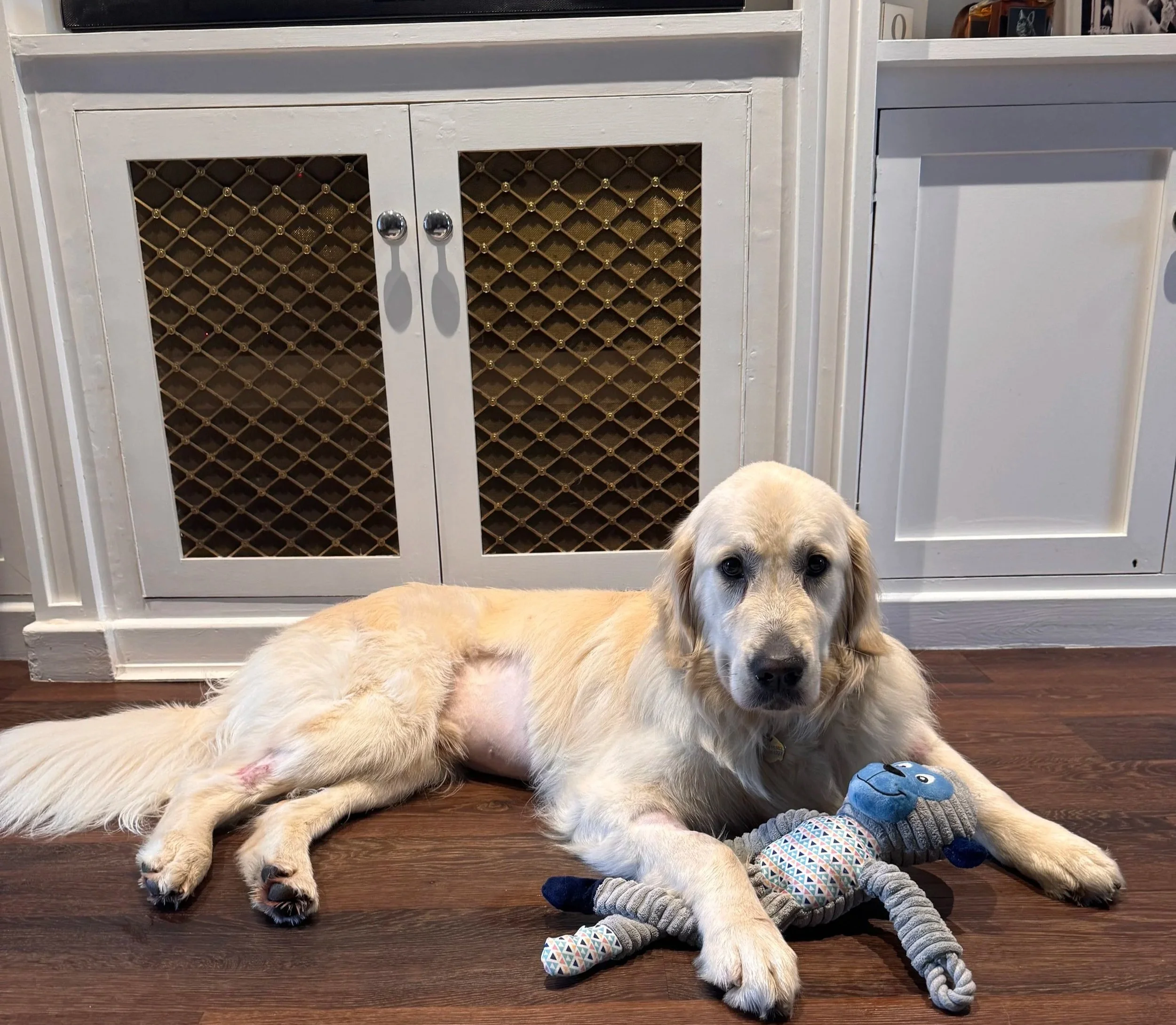 Two Labrador retriever puppies lying on a hardwood floor in front of white cabinets with a wine rack. One puppy is resting on its side, and the other is sitting and looking at the camera. There is a blue plush toy near the sitting puppy.