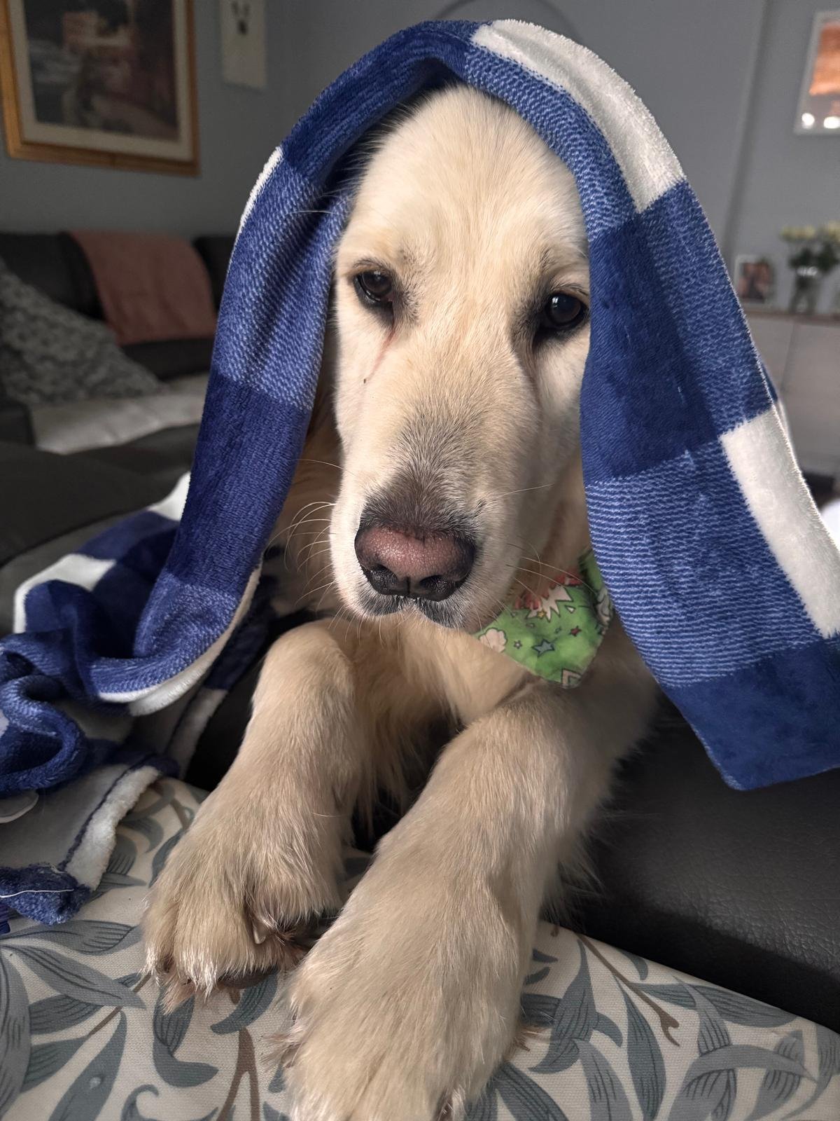 What would Howie do?

Howie would rest when he was tired, without a shred of guilt about it.

So that is my mission today. To stop pushing through and actually rest when I need to, instead of feeling like I have to earn it first.

What would your pet